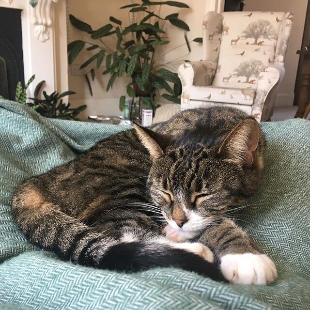 Well at least @princesstwinklepaws is loving this new routine. Scary times, especially for the newly self employed, freelancers and anyone else overlooked by the government&rsquo;s recent announcements, but after a stressful night I am trying to focu