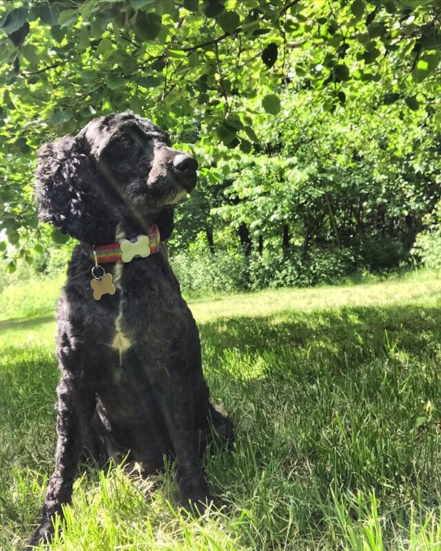 Posing through the sun beams 🌞

#poodlesofinstagram #poodle #se5 #camberwell #burgesspark #dog #dogsofinstagram #minaturepoodle #dogwalker #londondog