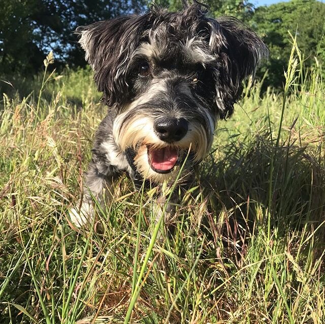 Rudy being glorious 🌿😍 #perfectdog #minatureschnauzer #dog #dogsofinstagram #londondog #burgesspark #dogwalker #lovedogs #se5