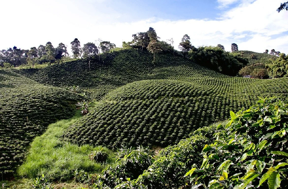 Day 19: Colombia Micro-lot Robert Rueda / Finca Santa Lucia
 

Region: San Gil, Santander, Colombia

Altitude: 1850 masl

Process: Fully washed and sun dried on patios

 

You may remember this coffee roasted darker on day 15 of your calendar, where 