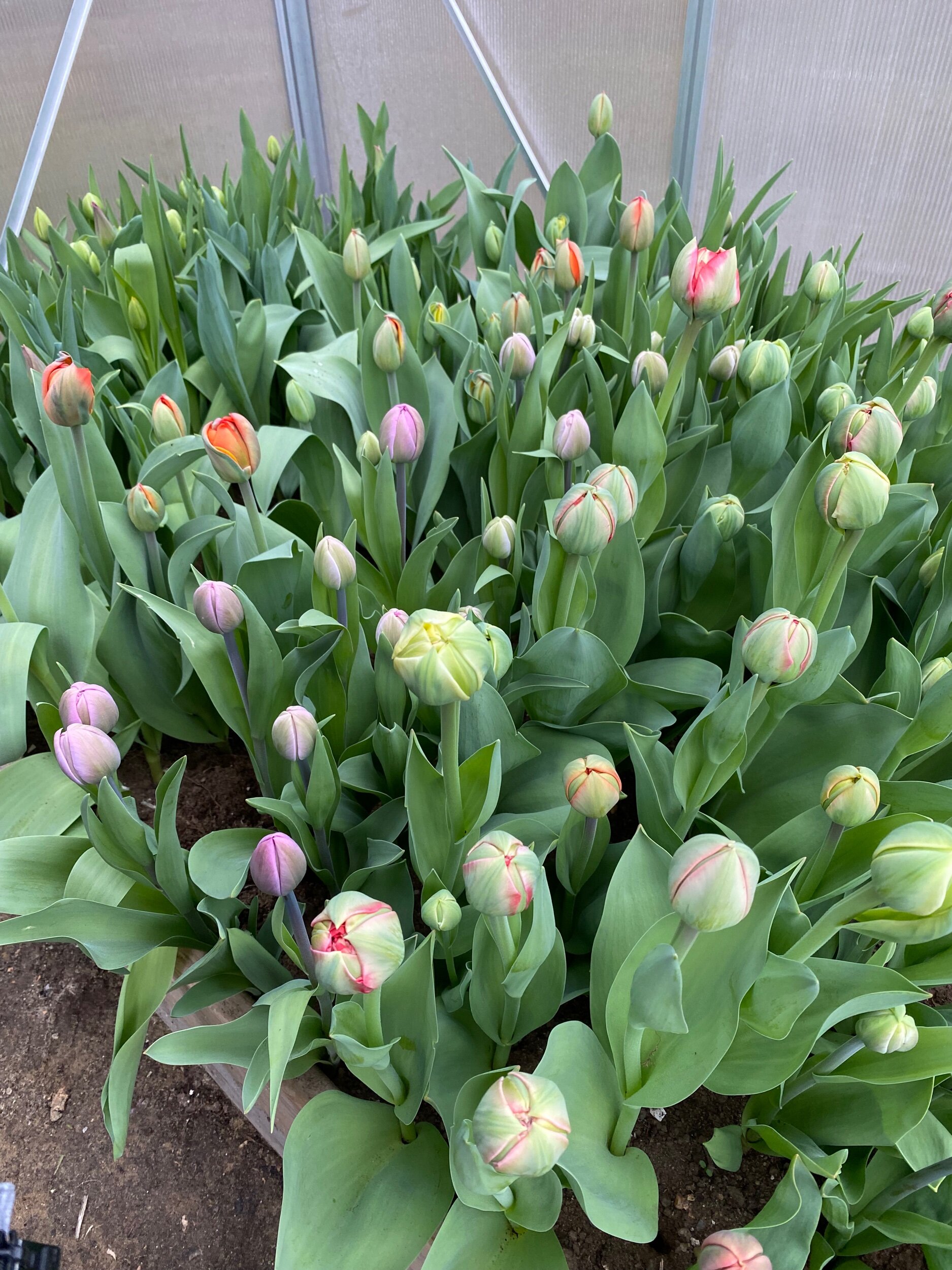 BEC7BE07-0200-4FB2-8FAC-C1C52D786A53