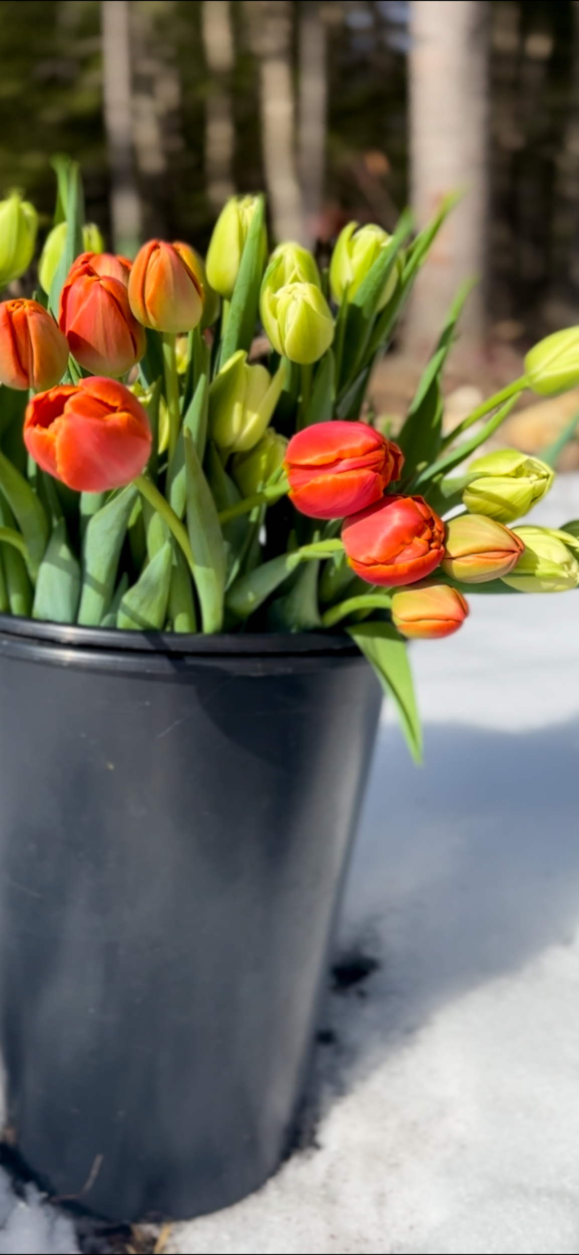 2080FB90-B4A7-4DBE-BC53-70E259D5273B