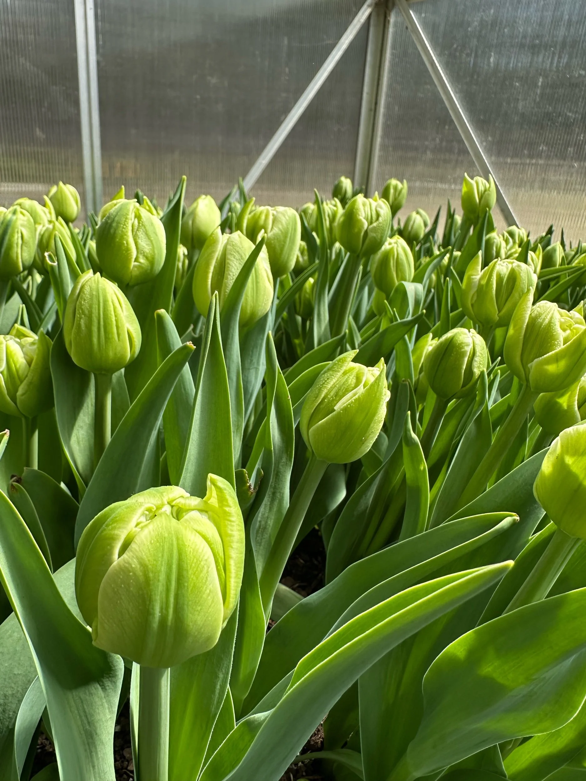 13DF8B91-C5A7-473E-BA97-7C9412B92B4F.jpeg (Copy)