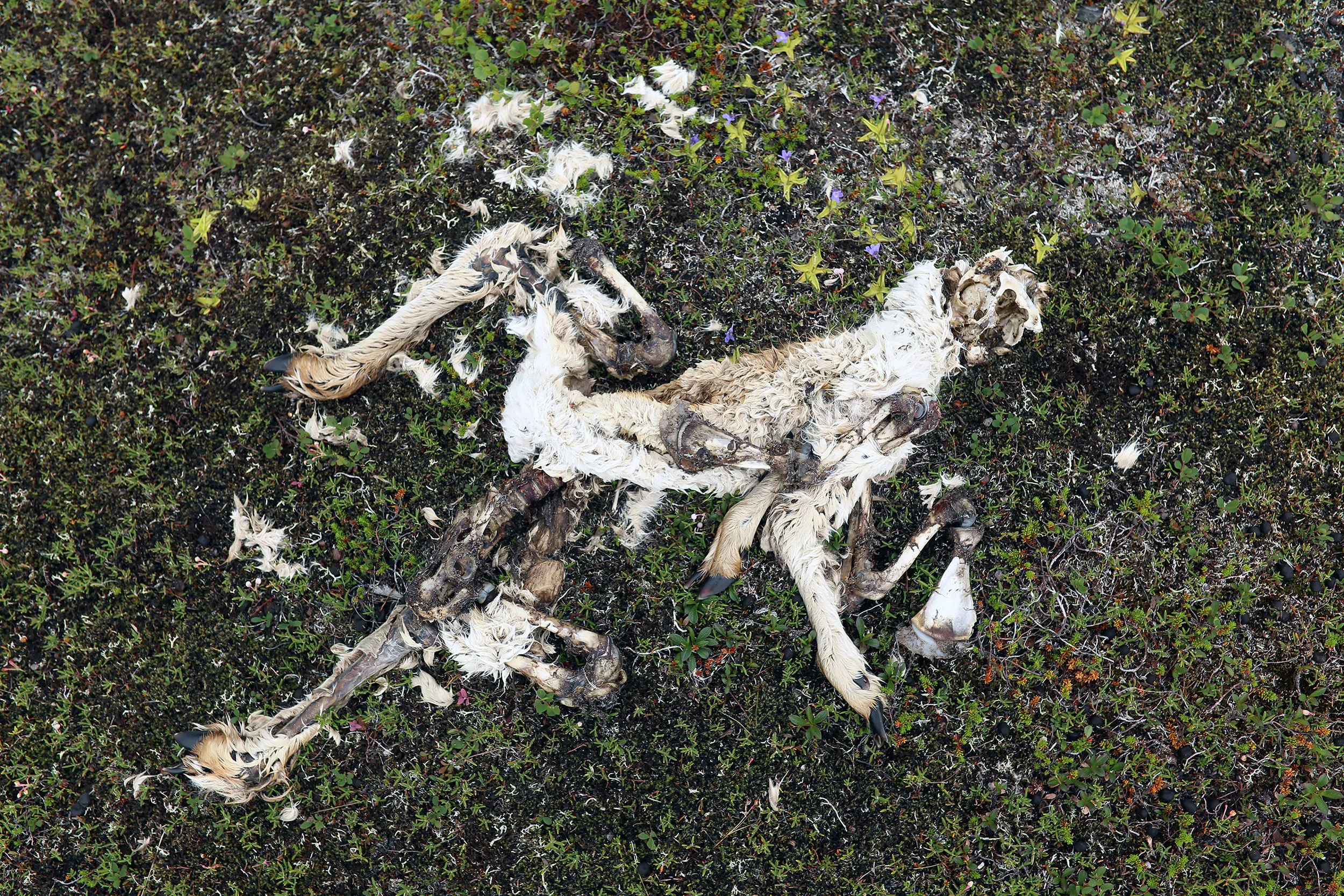 Remains_small.jpg