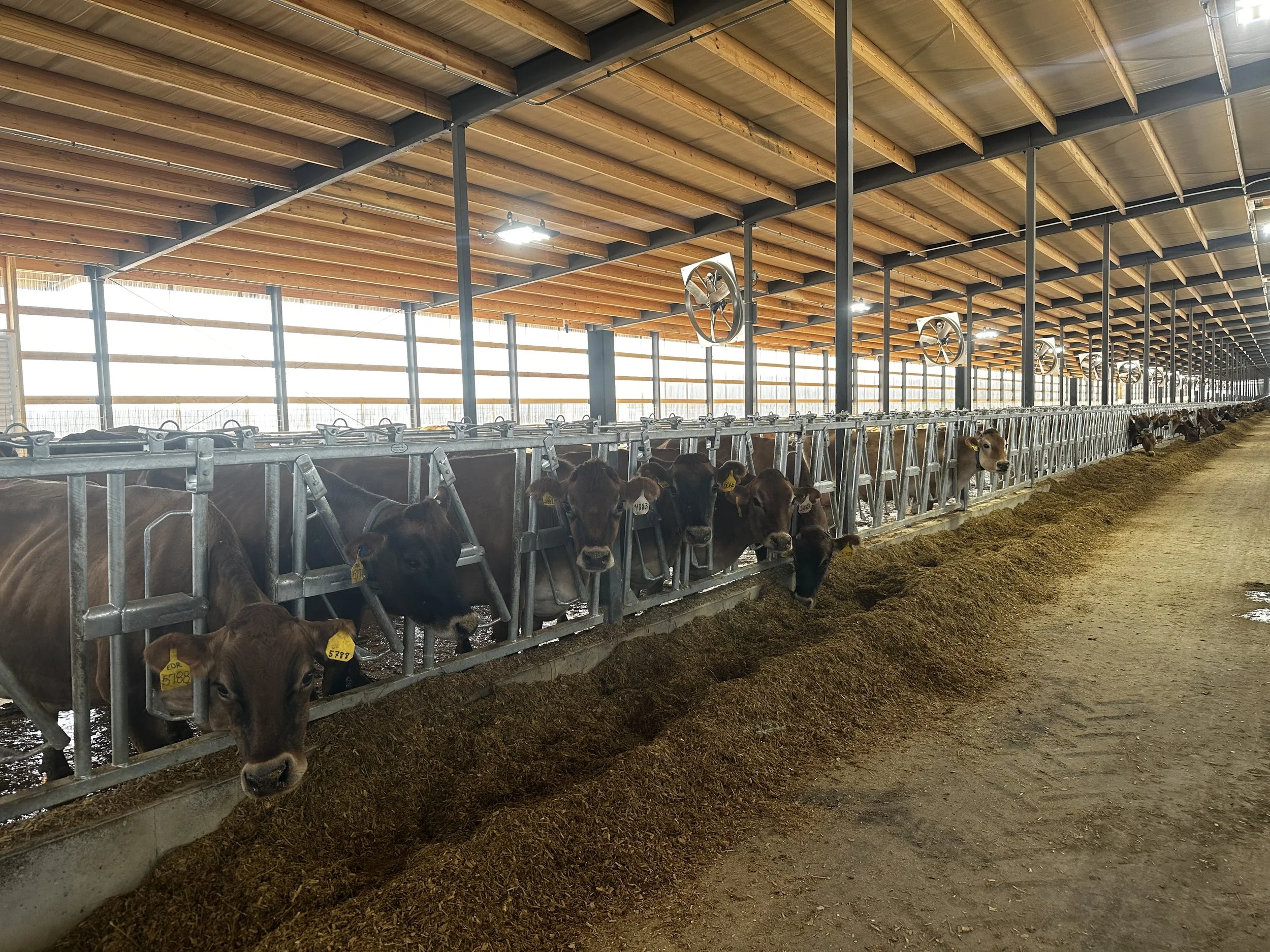 Tunnel Ventilated Freestall Barn