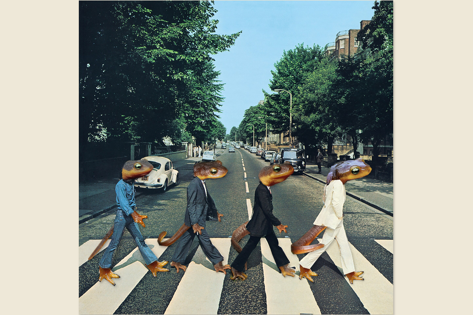Newt Road Migration by Maeve
