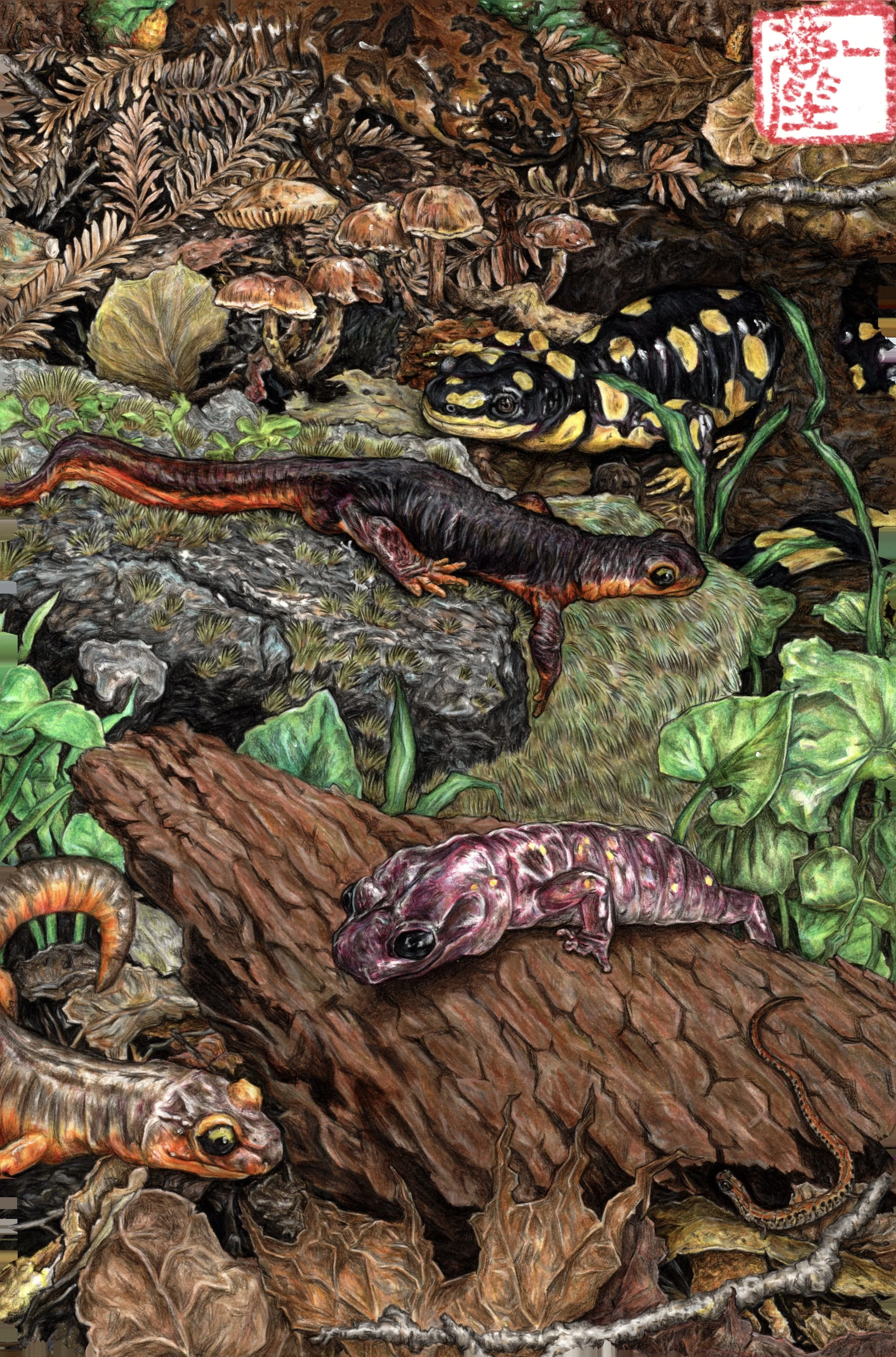 Salamanders of the Bay by Yichen Gao