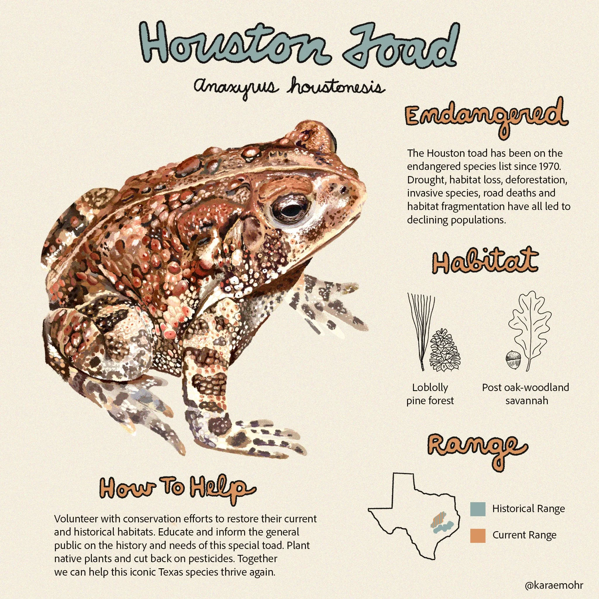 Houston Toad by Kara Mohr