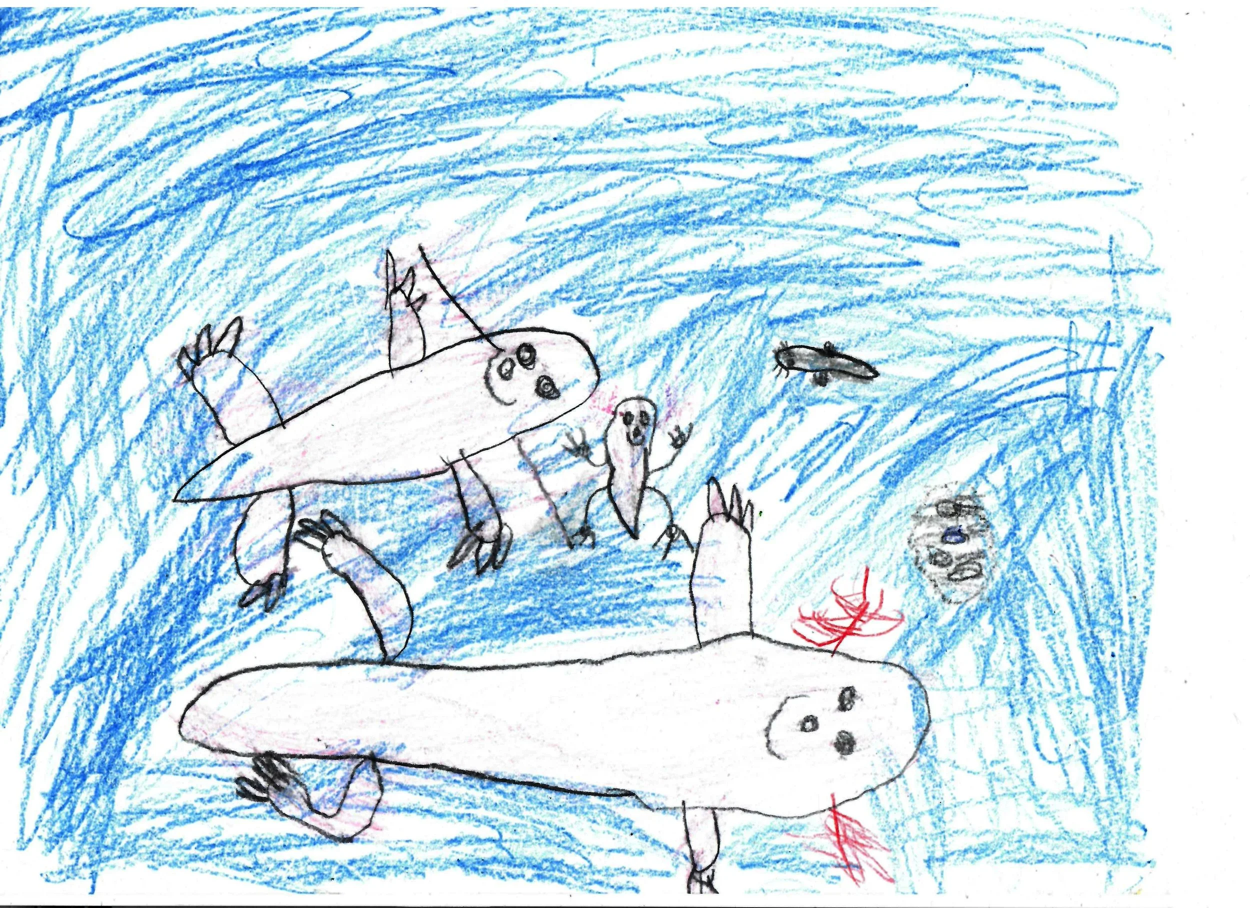   Callahan  (5 years old)   Axolotl life cycle , 2026  Crayon   Description:  This is a depiction of the Axolotl life cycle. 