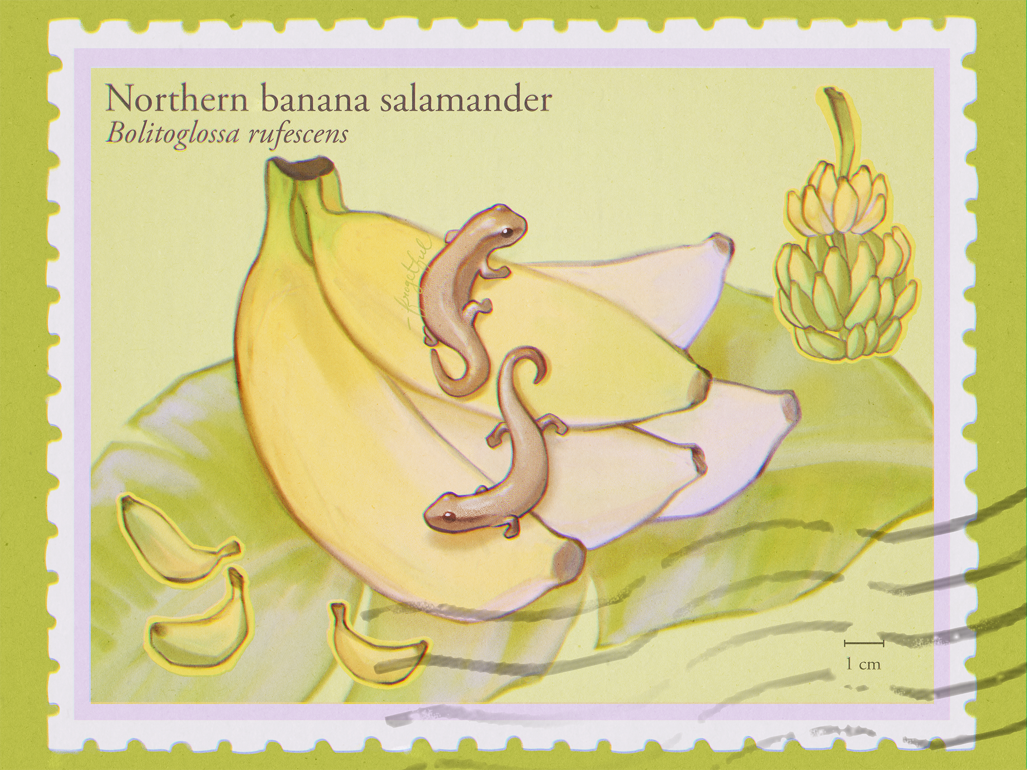   Madeline Ahn    Bananas , 2026  Digital art   Description:  The Northern banana salamander ( Bolitoglossa rufescens ) is a plethodontid salamander native to Central America, where it is often found on banana plants. Here, two banana salamanders res