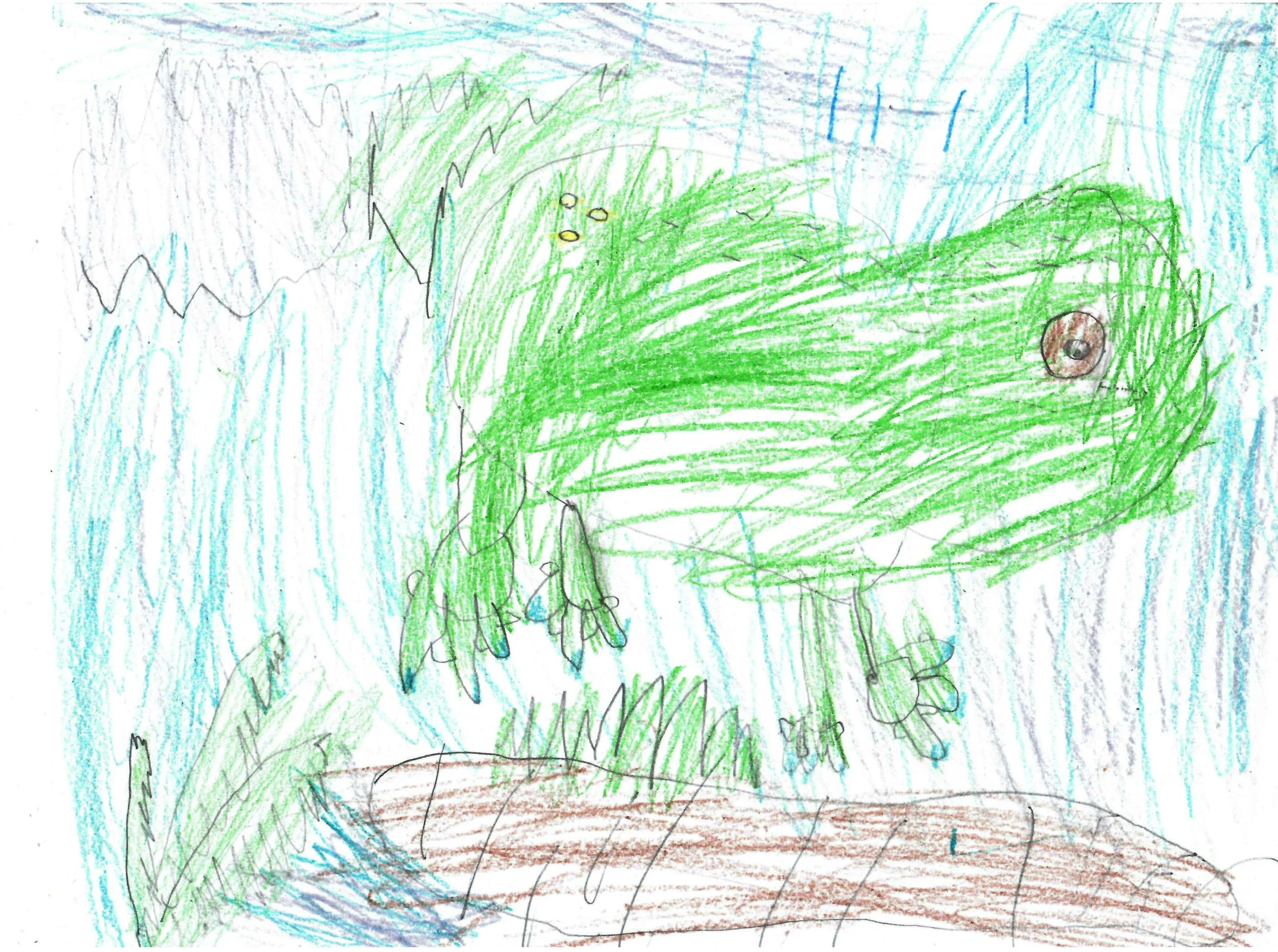   Callahan  (5 years old)   Barking Tree Frog , August 2026  Crayon   Description:  This is a picture of a Barking Tree Frog, made by Callahan, age 5. 