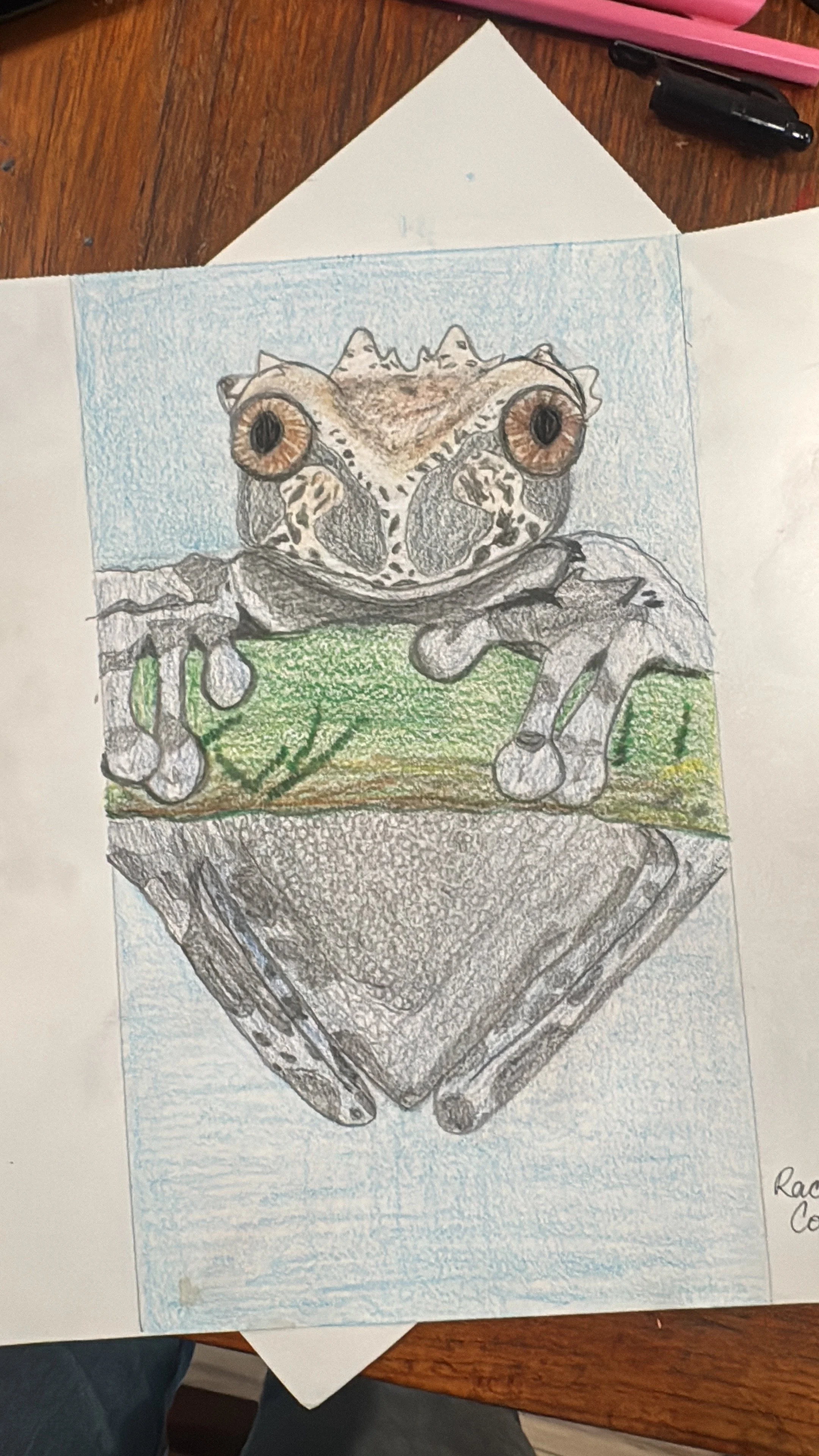   Rachel Cotroneo    Untitled , 2026  Pencil paper and colored pencils   Description:  Rachel is a biologist who studies and loves frogs. Here is a pencil drawing of a close up image of a frog with colored pencils. 