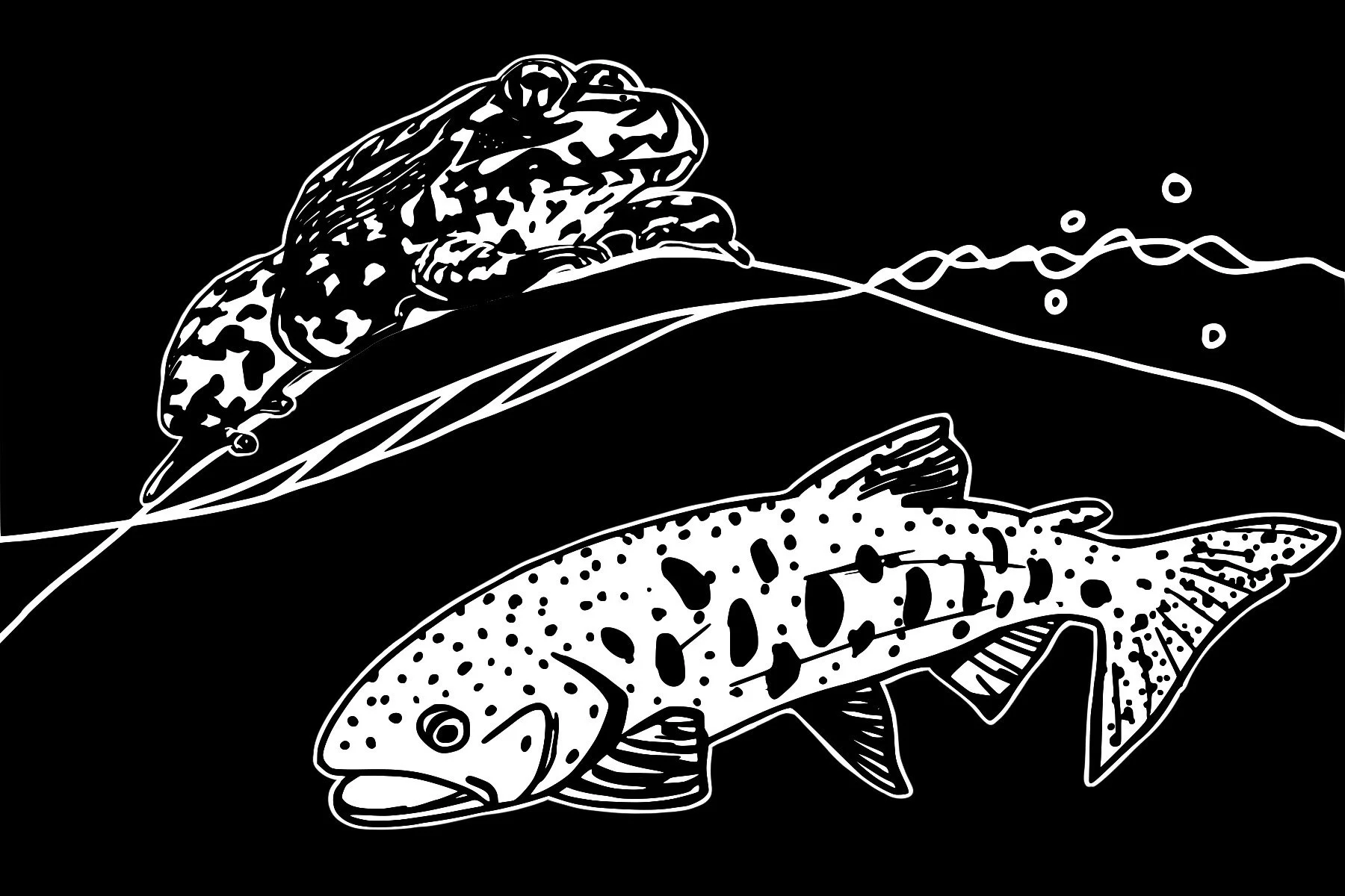   Elise Cypher    Sierra Nevada Yellow-legged Frog and Lahontan Cutthroat trout , 2023  Digital art   Description:  This is a Sierra Nevada Yellow-legged Frog and a Lahontan Cutthroat trout I illustrated for a California Department of Fish and Wildli