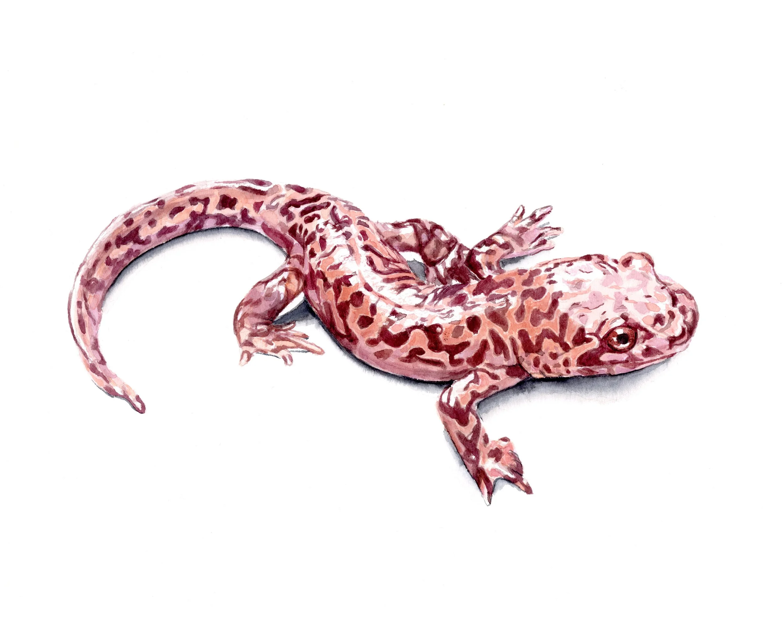   Elise Cypher    California Giant Salamander , 2024  Watercolor   Description:  This is a California Giant Salamander ( Dicamptodon ensatus ) This was originally a commission for a friend.   Artist background:  Elise Cypher is a science illustrator 