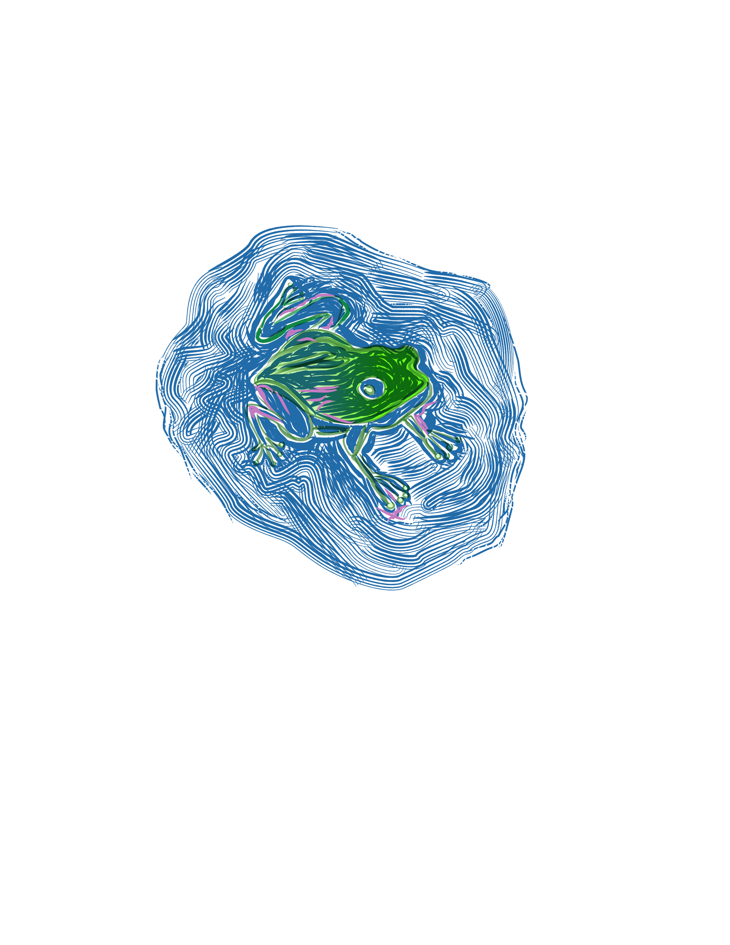   Fiona Potter    Splashing frog , 2026  Hand drawn sketch, traced on a computer vector program   Description:  I had a lot of fun looking at reference photos of frogs to create my drawing of a frog, including local California species that I did not 