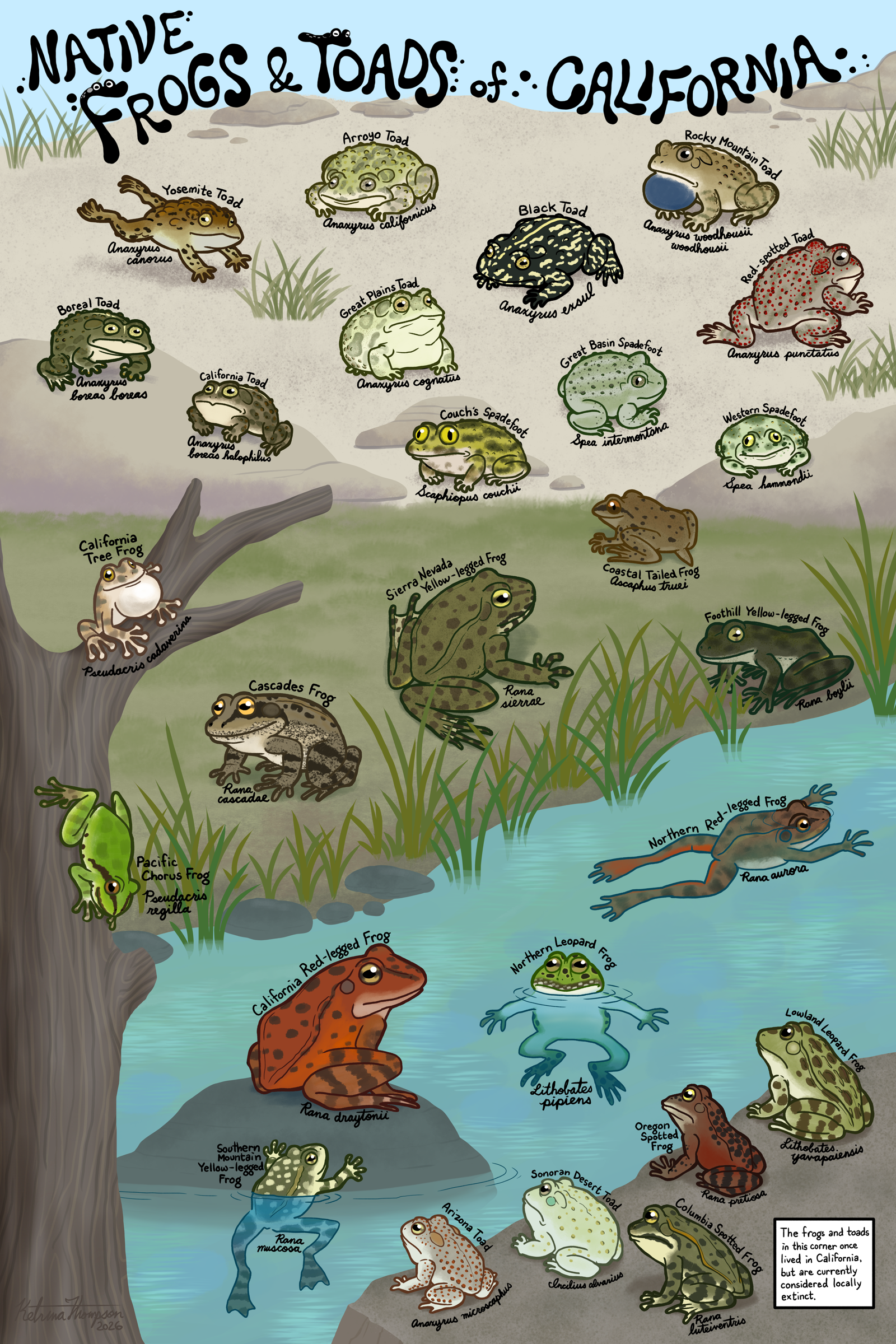   Ketrina Thompson    Native Frogs of California , 2026  Digital   Description:  This piece is an educational poster showing the native frog and toad species of California. It also includes the species that historically had ranges within the state, b