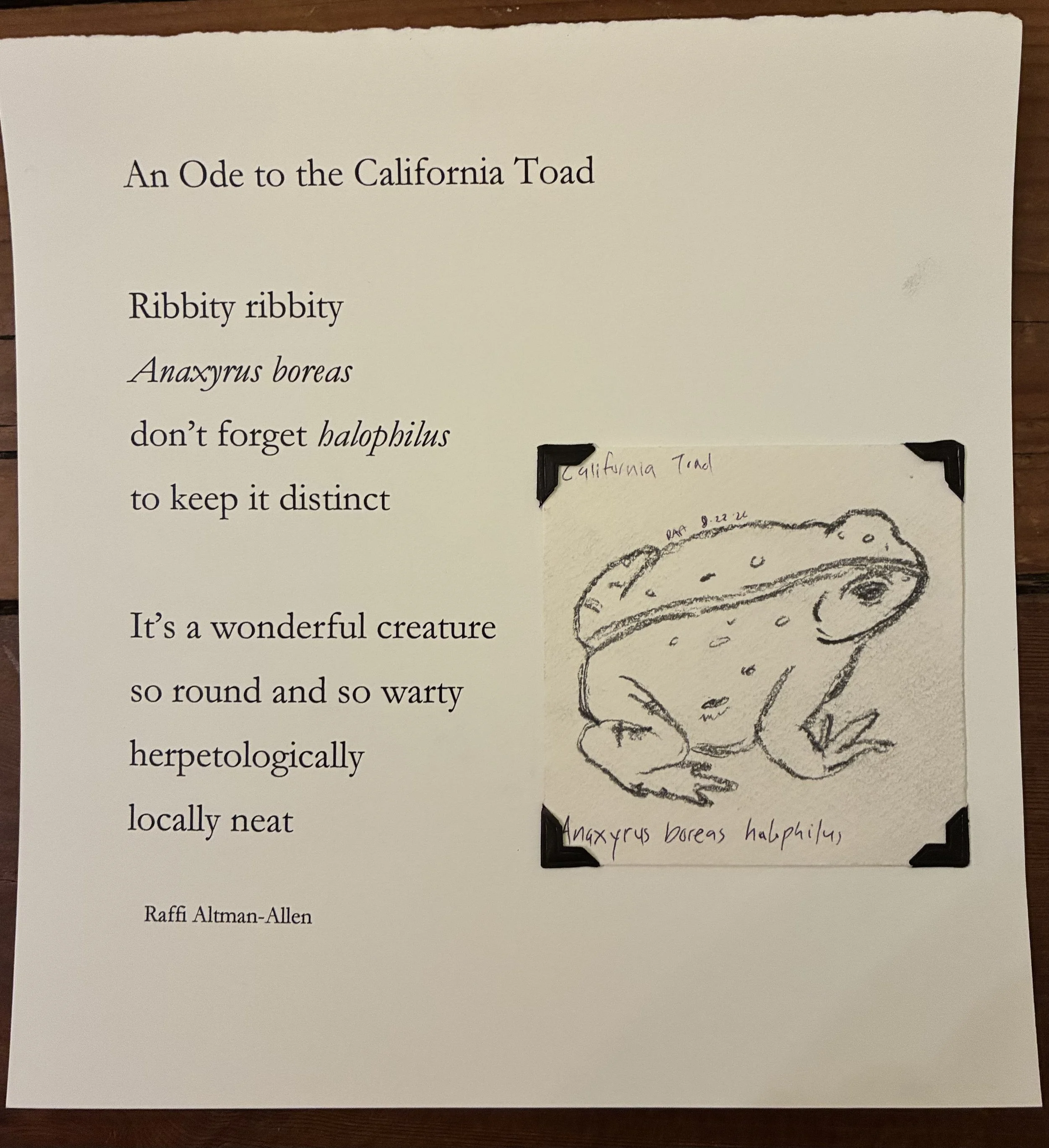   Raffi Altman-Allen    An Ode to the California Toad , 2026  Pencil on paper, printed poetry   Description:  It is a poem about the California toad accompanied by an illustration of said toad 