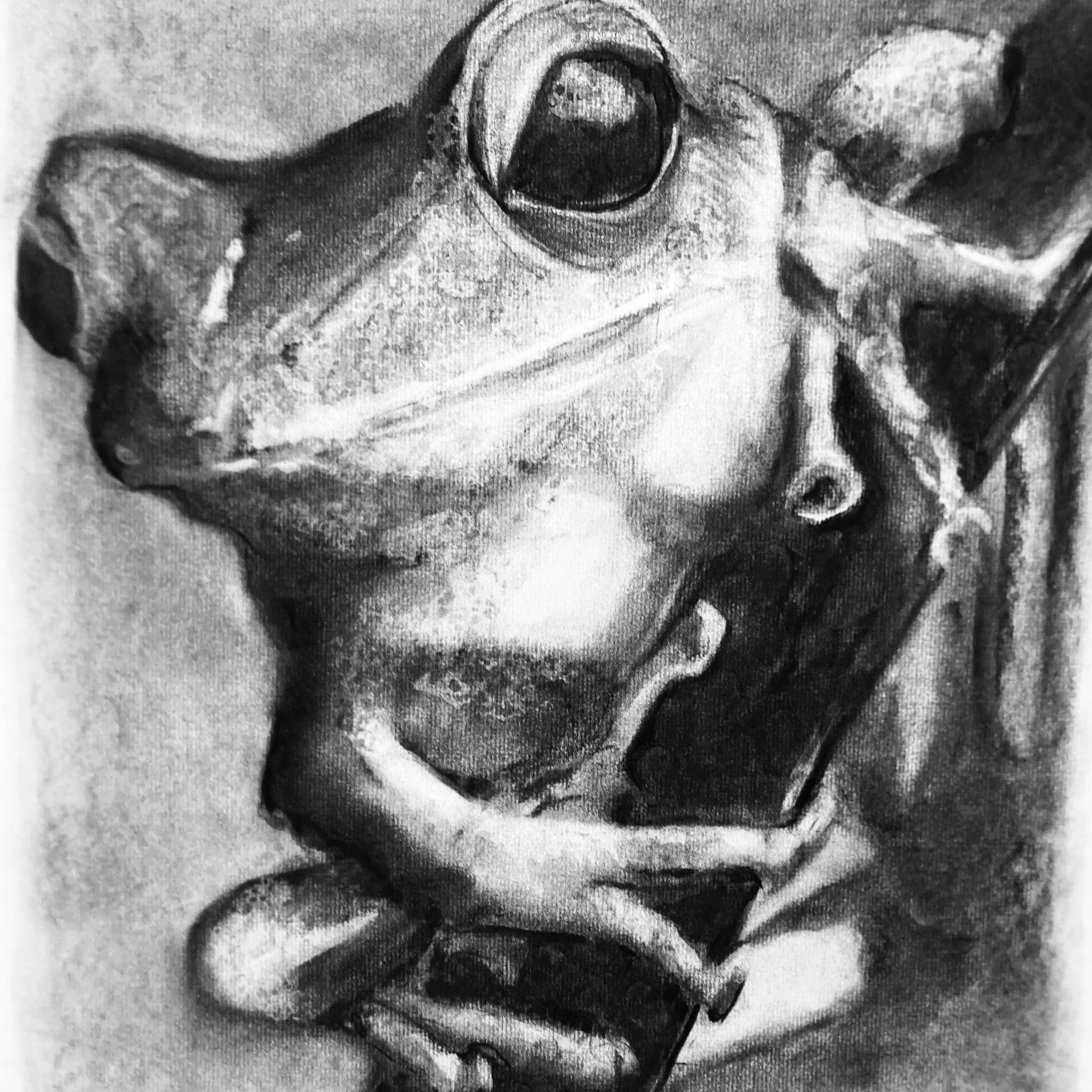   Brian Hite    Pareidolia , 2026  Charcoal   Description:  it is a tree frog and when you look at the image you also see a human face   Artist background:  local artist/physician 