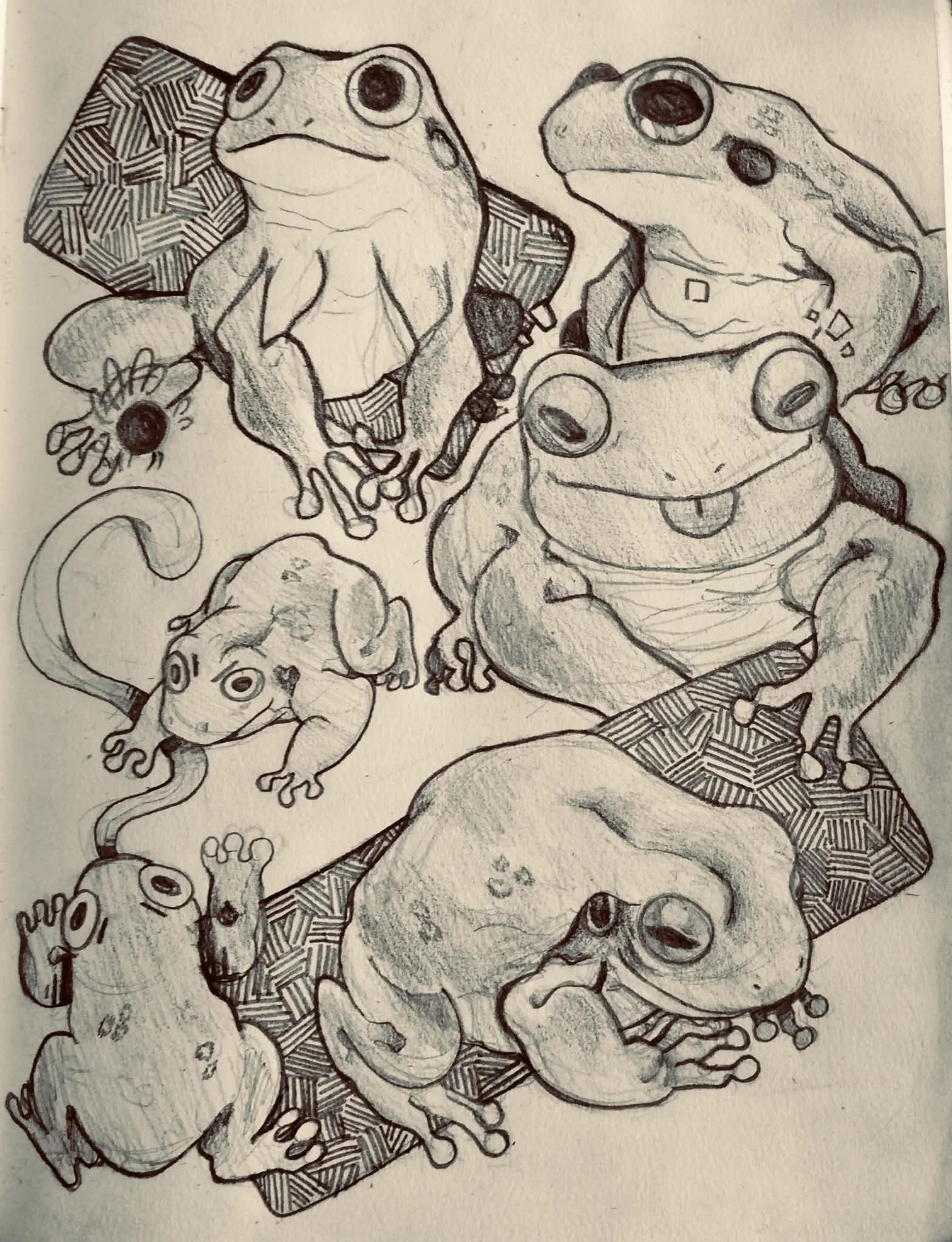   Kinsi    Studies of Litoria caerulea , 2020  Pencil &amp; paper   Description:  Litoria carrulea, White’s Tree Frog, or the Australian Green Tree Frog—this frog goes by many names. This is a sketchbook page of when I drew frogs regularly.   Artist 