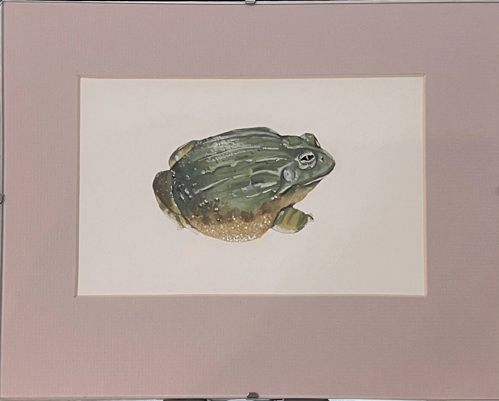   Mulan Bartholomew    African bullfrog (Pyxicephalus adspersus) , 2016  Gouache on paper 