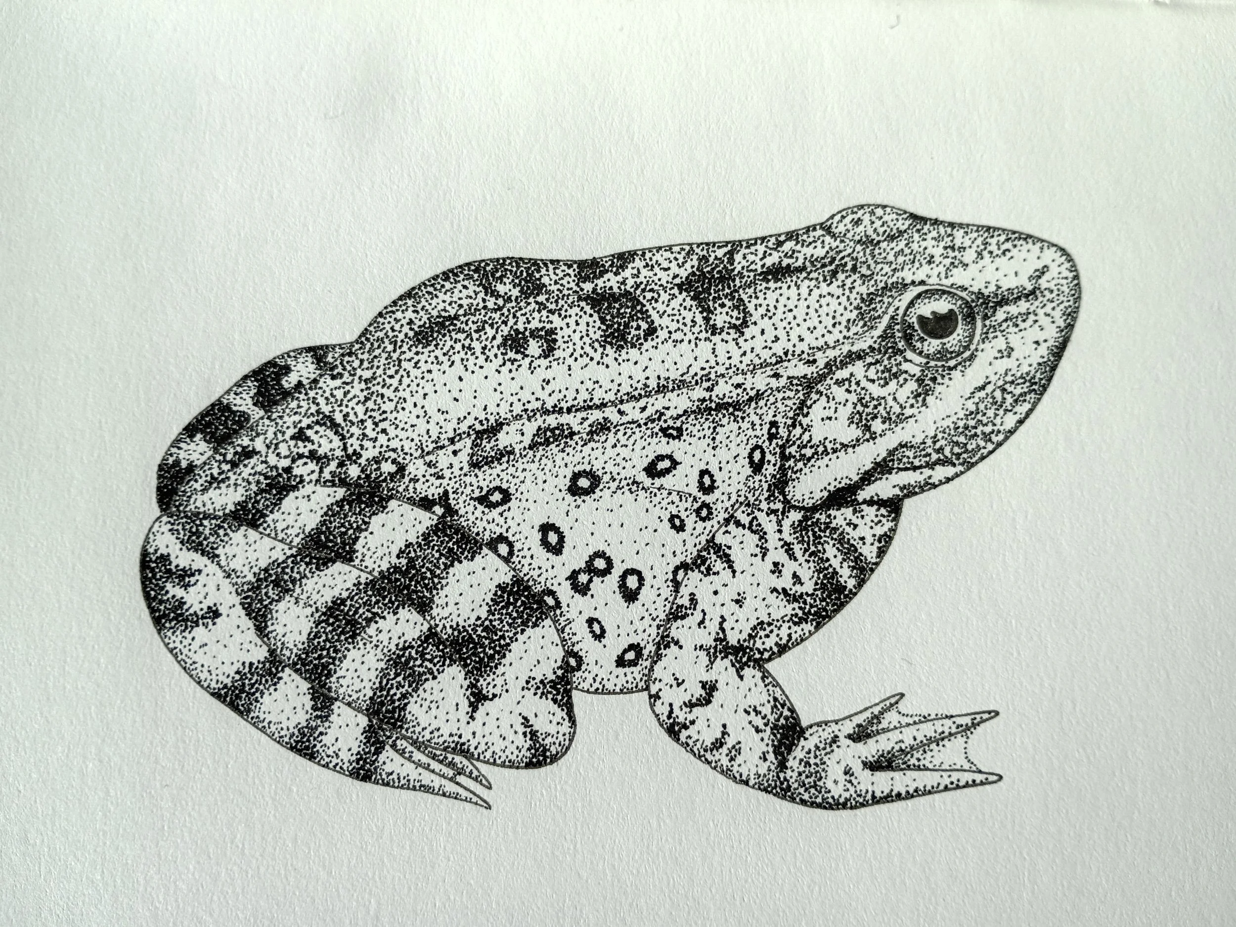   Laura Wong    Untitled , 2026  Pen and paper   Description:  This is a drawing of a California red-legged frog, an endangered species found in the Bay Area. 