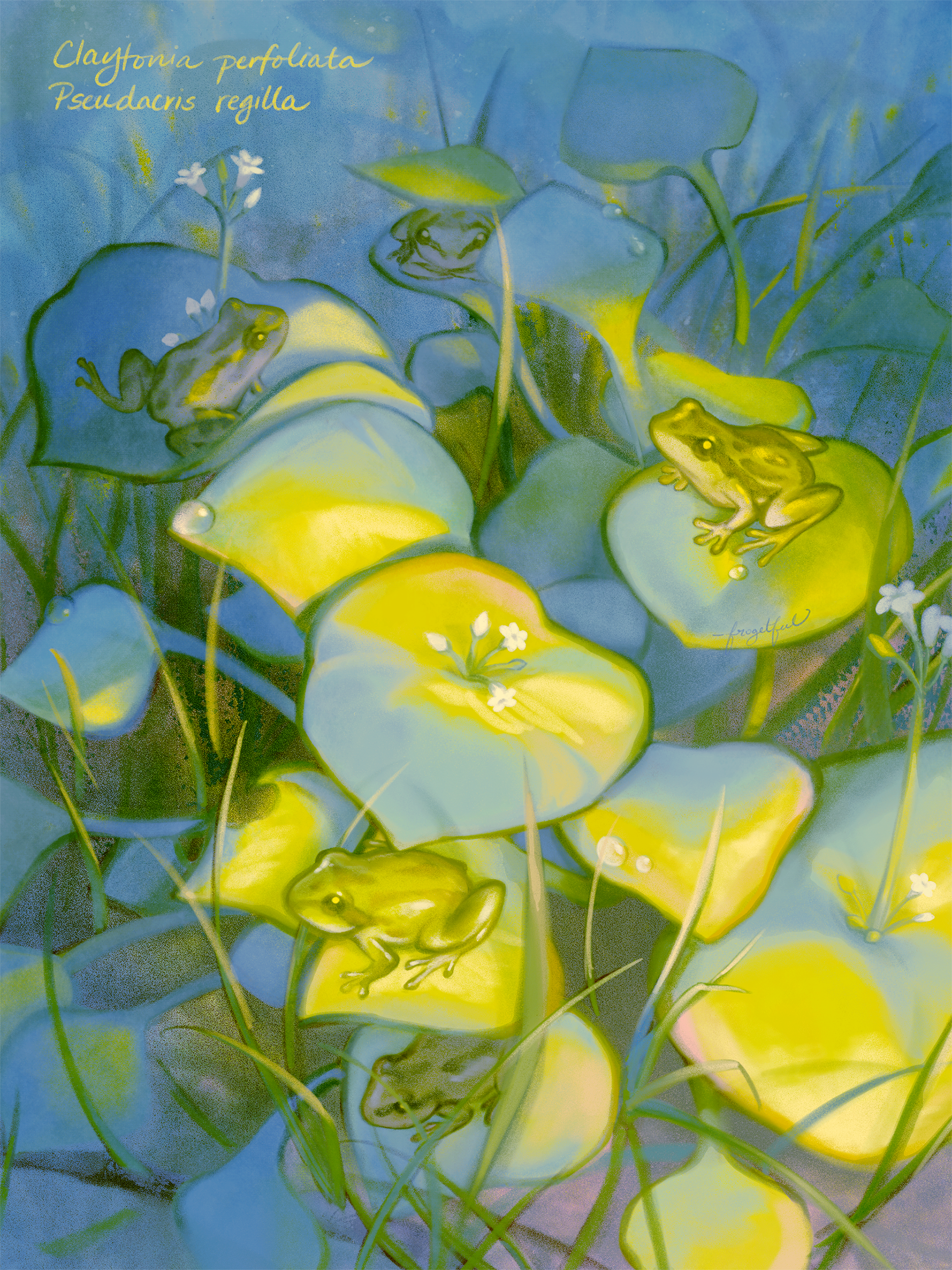   Madeline Ahn    Pacific tree frog + miner's lettuce , 2025  Digital art   Description:  This piece features the Pacific tree frog ( Pseudacris regilla ) and miner's lettuce ( Claytonia perfoliata ), which arrive with the spring in the Bay Area. The