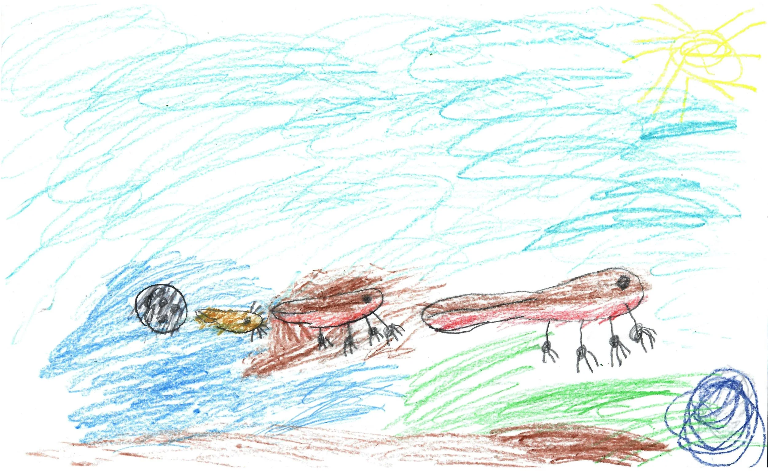   Callahan  (5 years old)   Red-bellied Newt Life Cycle , August 2026  Crayon   Description:  This is a depiction of the life cycle of a Red-bellied Newt. 