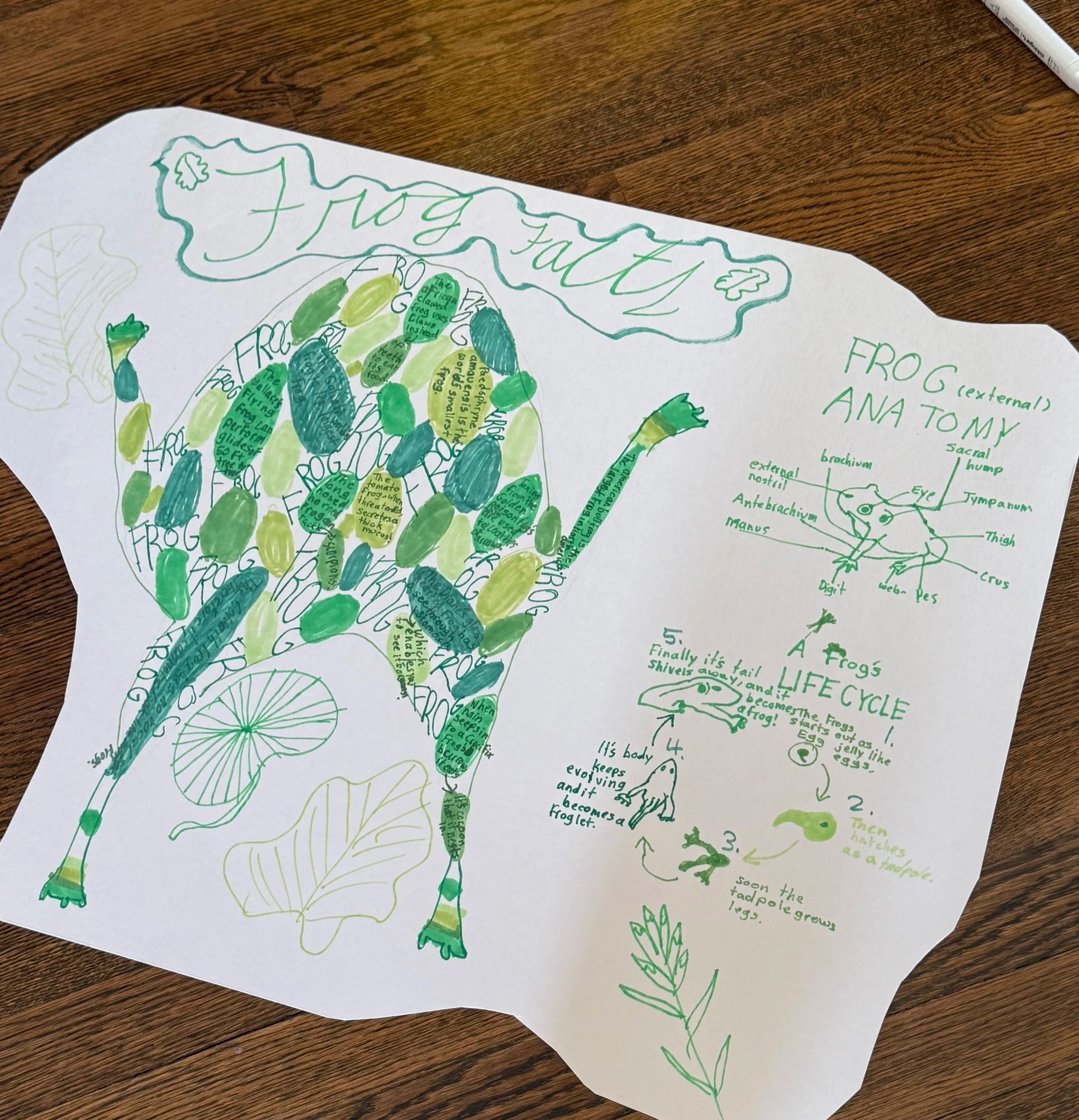   Gracie  (9 years old)   Untitled , 2026  Markers and poster board   Description:  I chose the most educational frog because I like to share facts about animals with friends and people who like to hear about them. Frogs are really amazing creatures 
