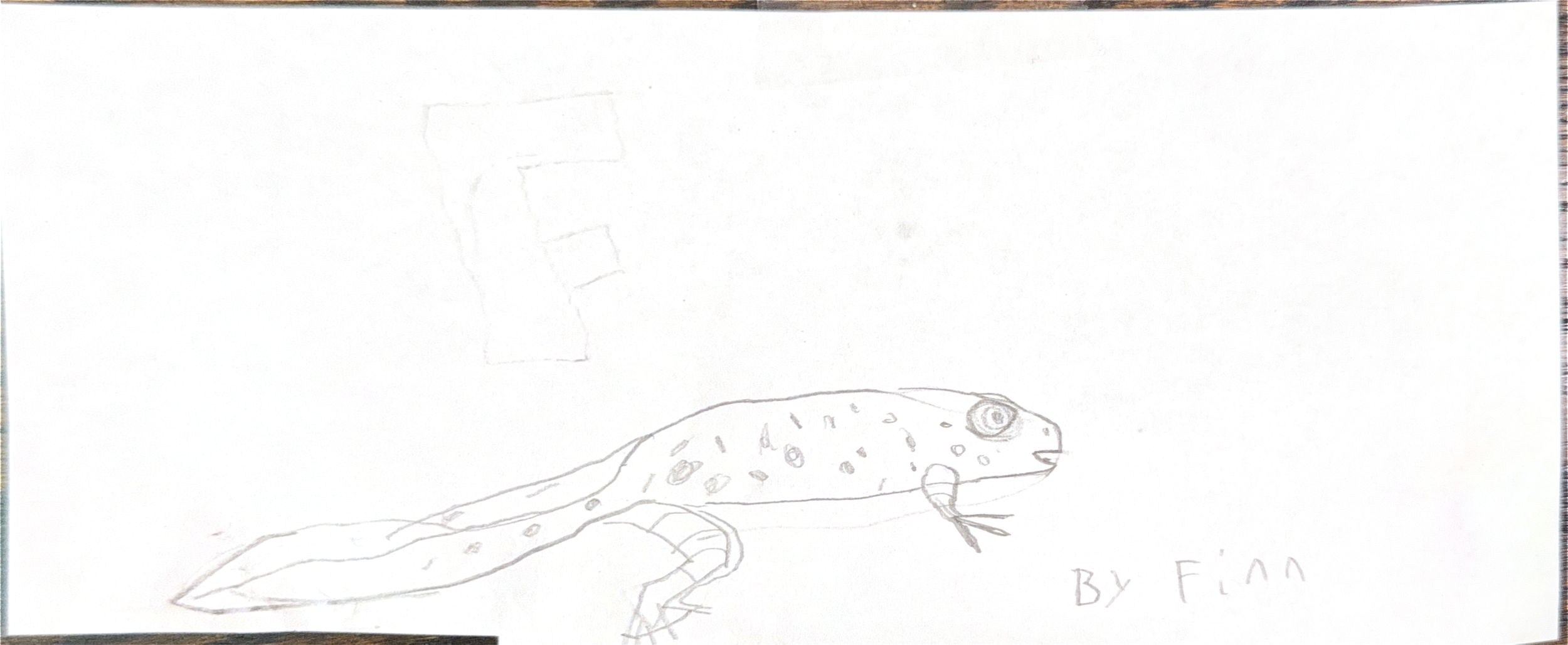   Finn W  (8 years old)   Frogzilla , 2026  Pencil &amp; paper   Description:  It is a drawing of my pet frog, Taddeous. Taddeous is a froglet. 