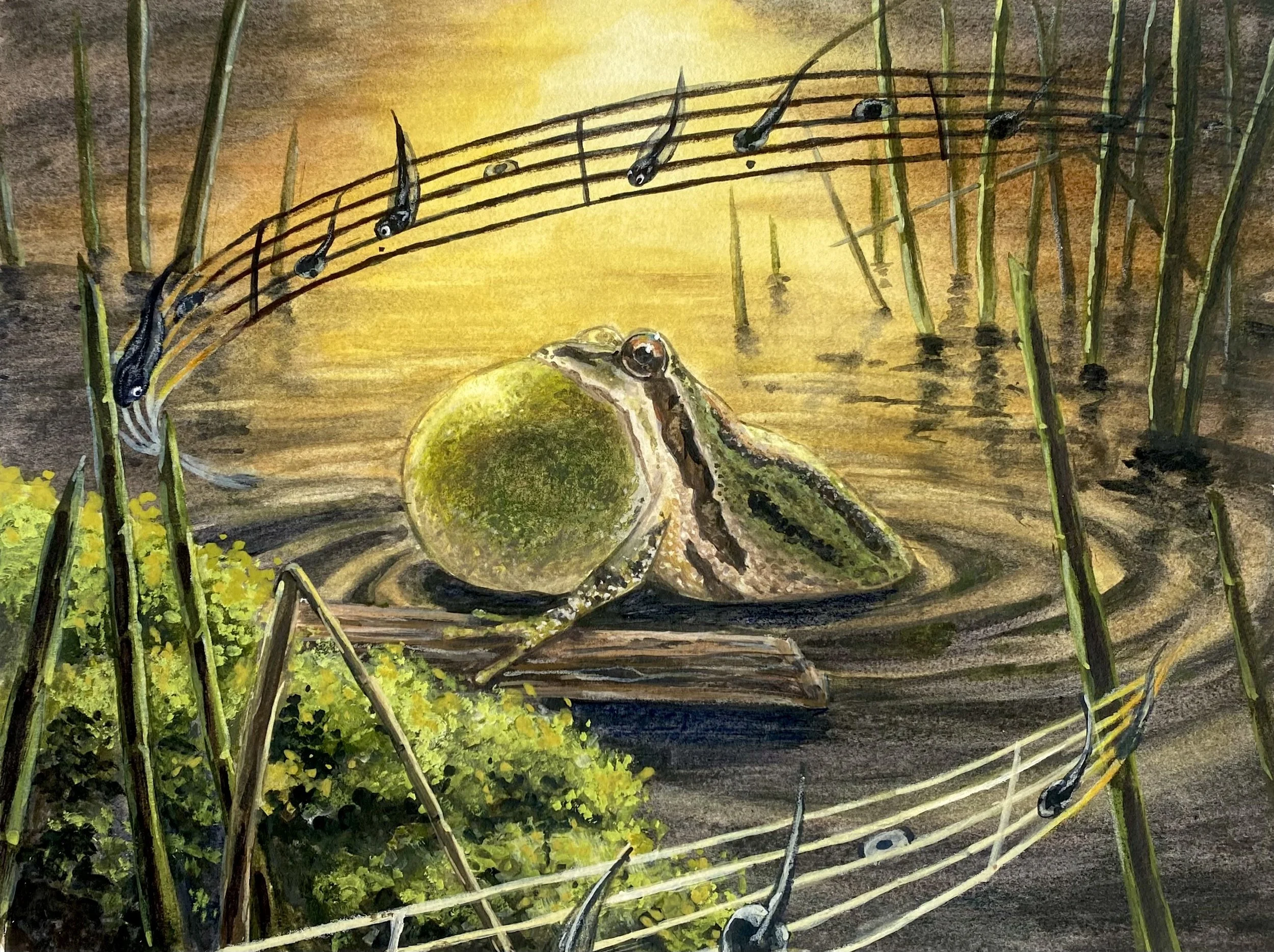   Christine Wang    Sunset Serenade , 2026  Watercolor, colored pencil   Description:  This artwork shows a Pacific Chorus Frog singing at sunset. Males inflate a single vocal sac under their chin, and produce that iconic “rib-bit” sound, represented