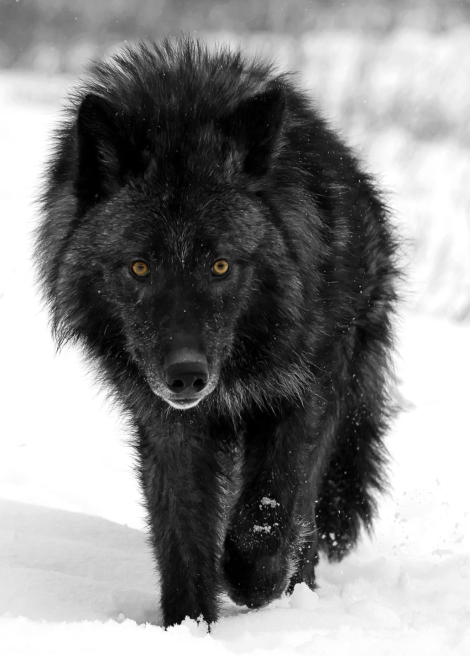 Grey Wolf