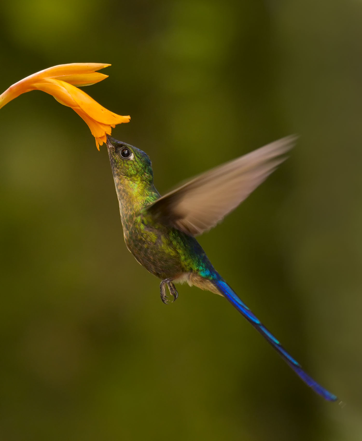 Booted Racket-tail Hummingbird, Ecuador
