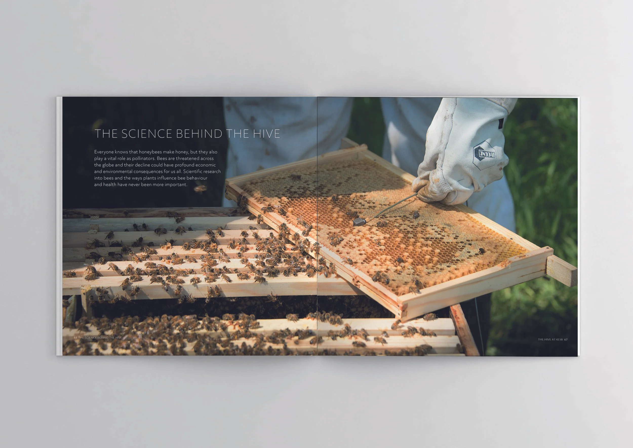 JeffEden_extra 6hive.jpg