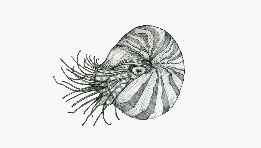 dmns_1_1080px.jpg