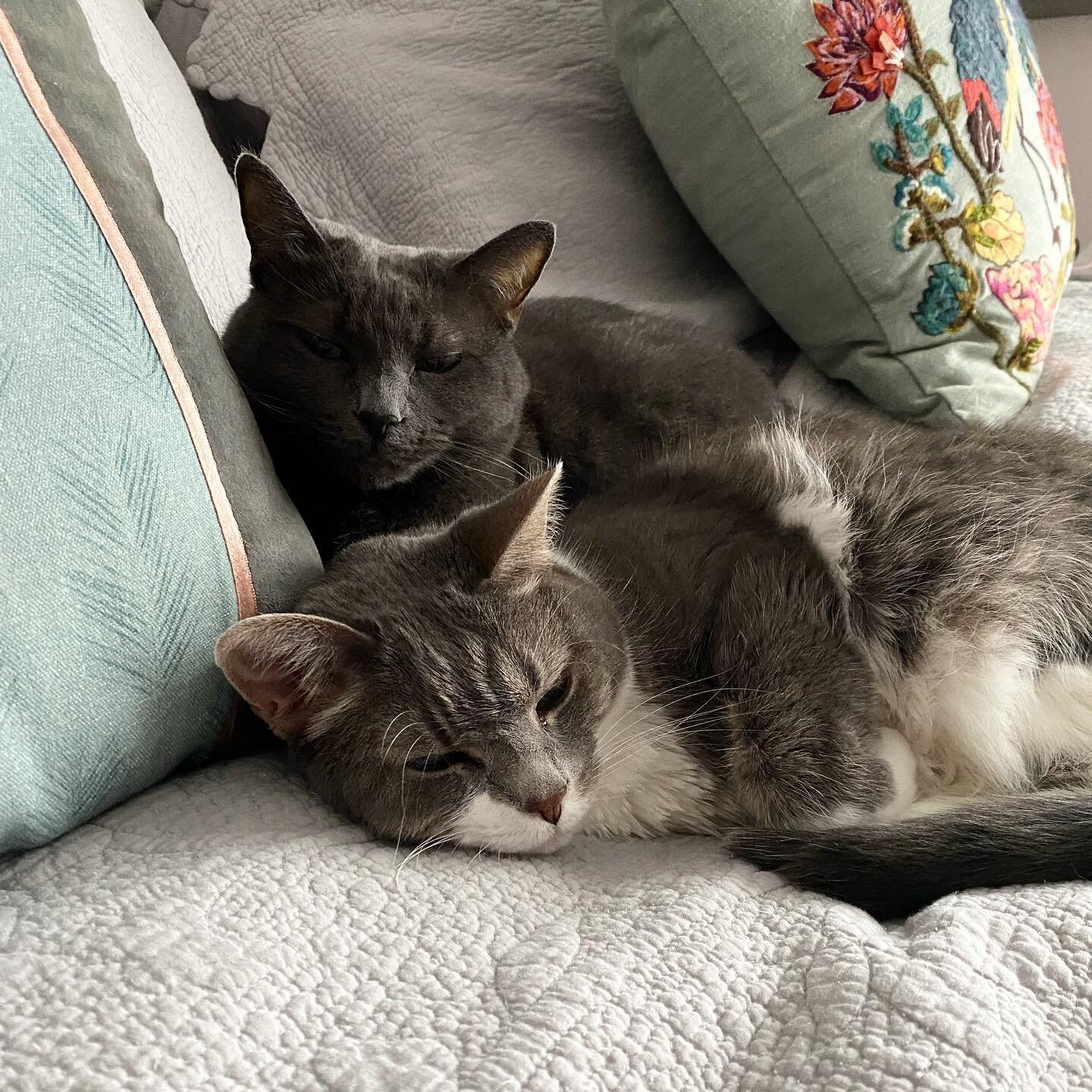 Oh to be this relaxed 😻 #catsofinstagram