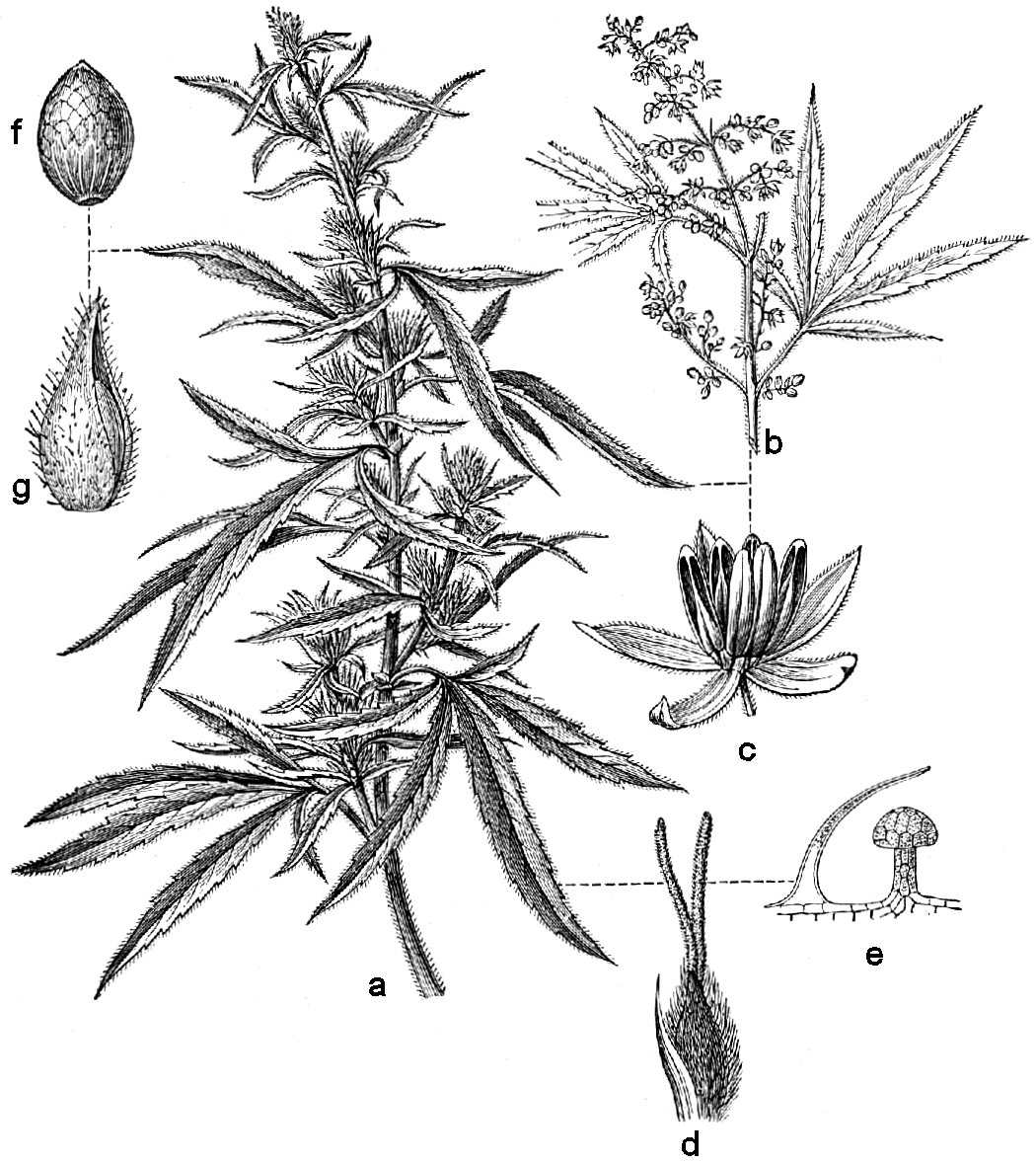 Beklädnadsväxter,_Cannabis_sativa,_Nordisk_familjebok.png