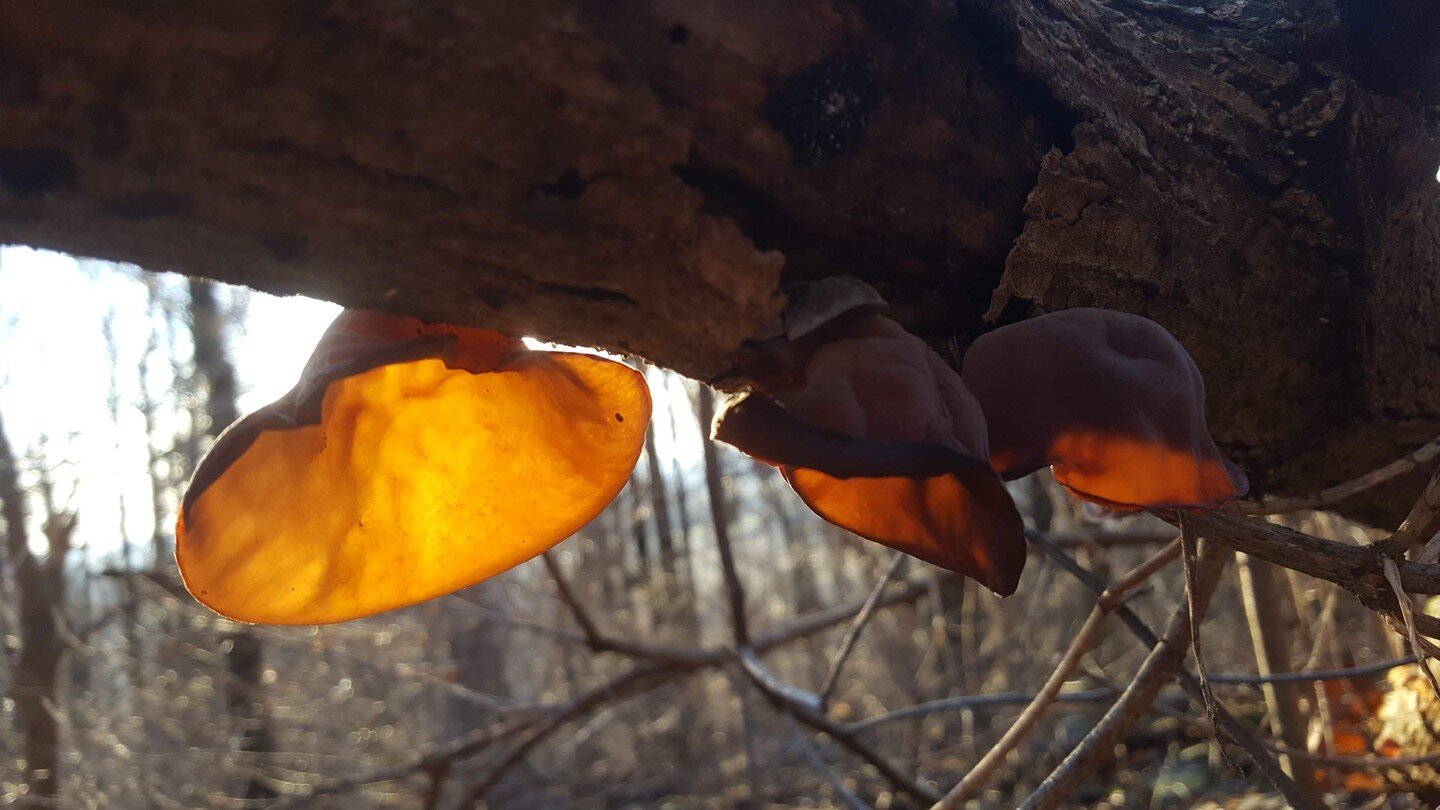 The wood ear mushrooms emerge so quickly with a little break in the freeze. Growing out of a tree of heaven, considered an invasive. #thelittlemushroomthatcould #winteredibles #middletownmd #forestdinner