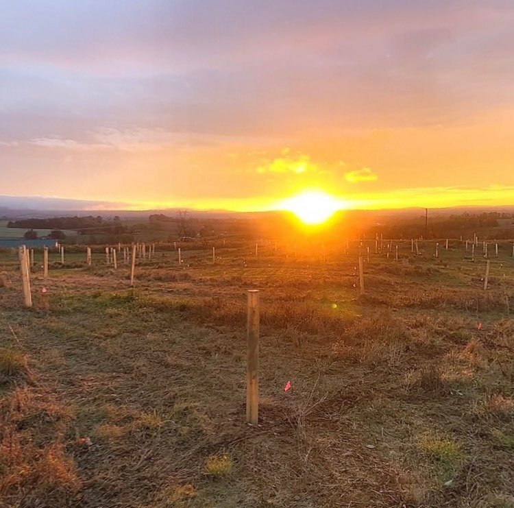 The sun rises on 915 babies, 81 species of #trees &amp; #shrubs planted by 51 people over a 7 hour period yesterday. Edibles, medicinals, rare natives, carving wood, floral cuttings, basket weaving, cordage, support plants for endangered insects and 