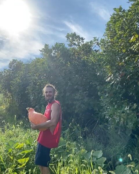 Harvesting squash that was guerilla planted throughout the plateu-area of the property!
#guerillagardening #permaculture #growyourownfood #harvesttime