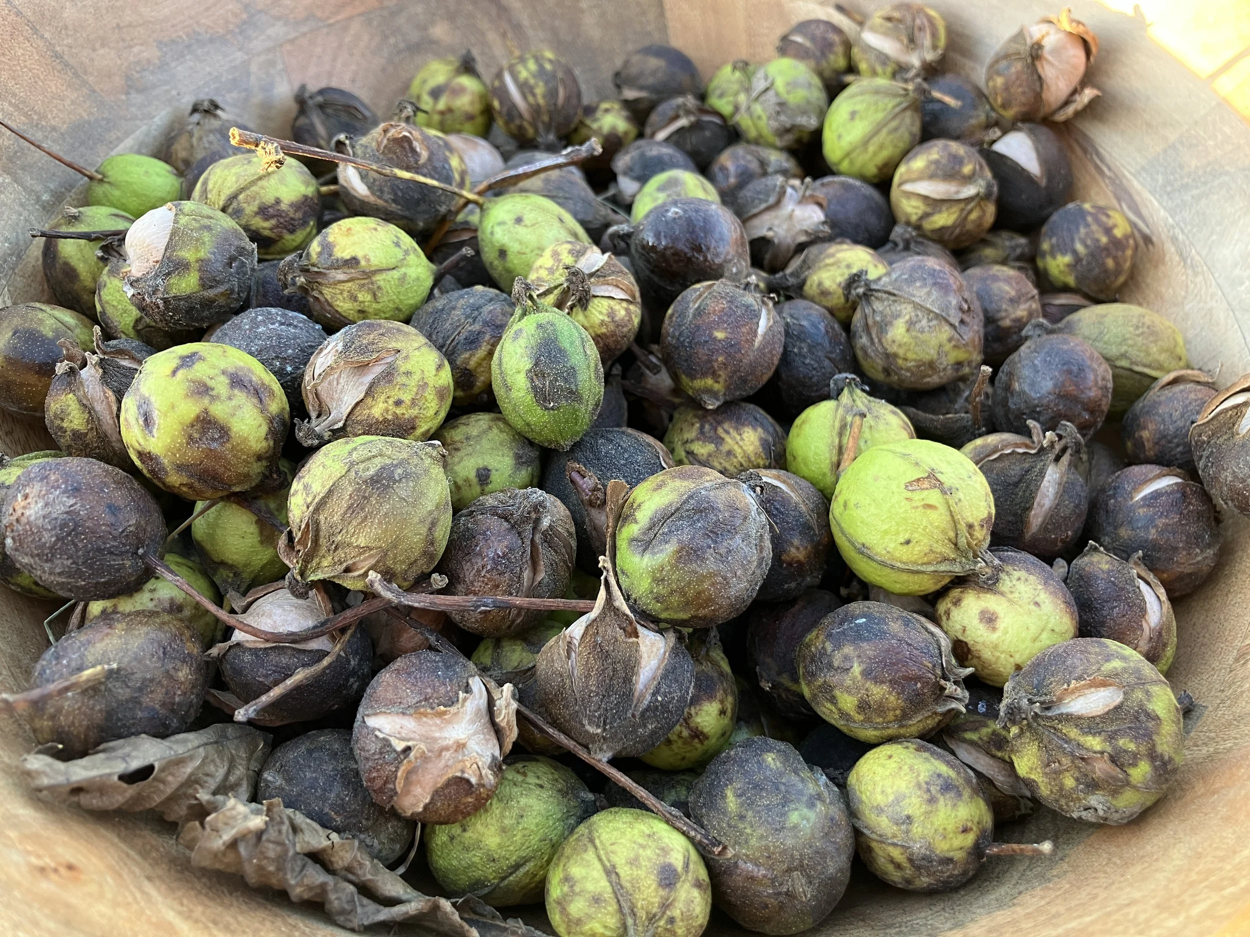 Hickory Oil Pressing Day Volunteering