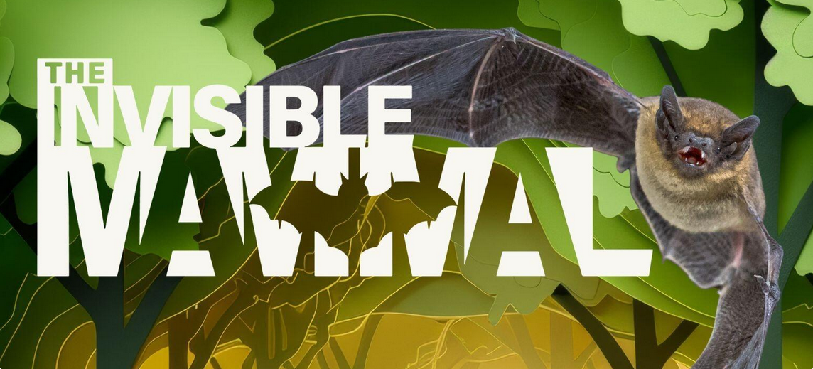 Film in the Forest: The Invisible Mammal