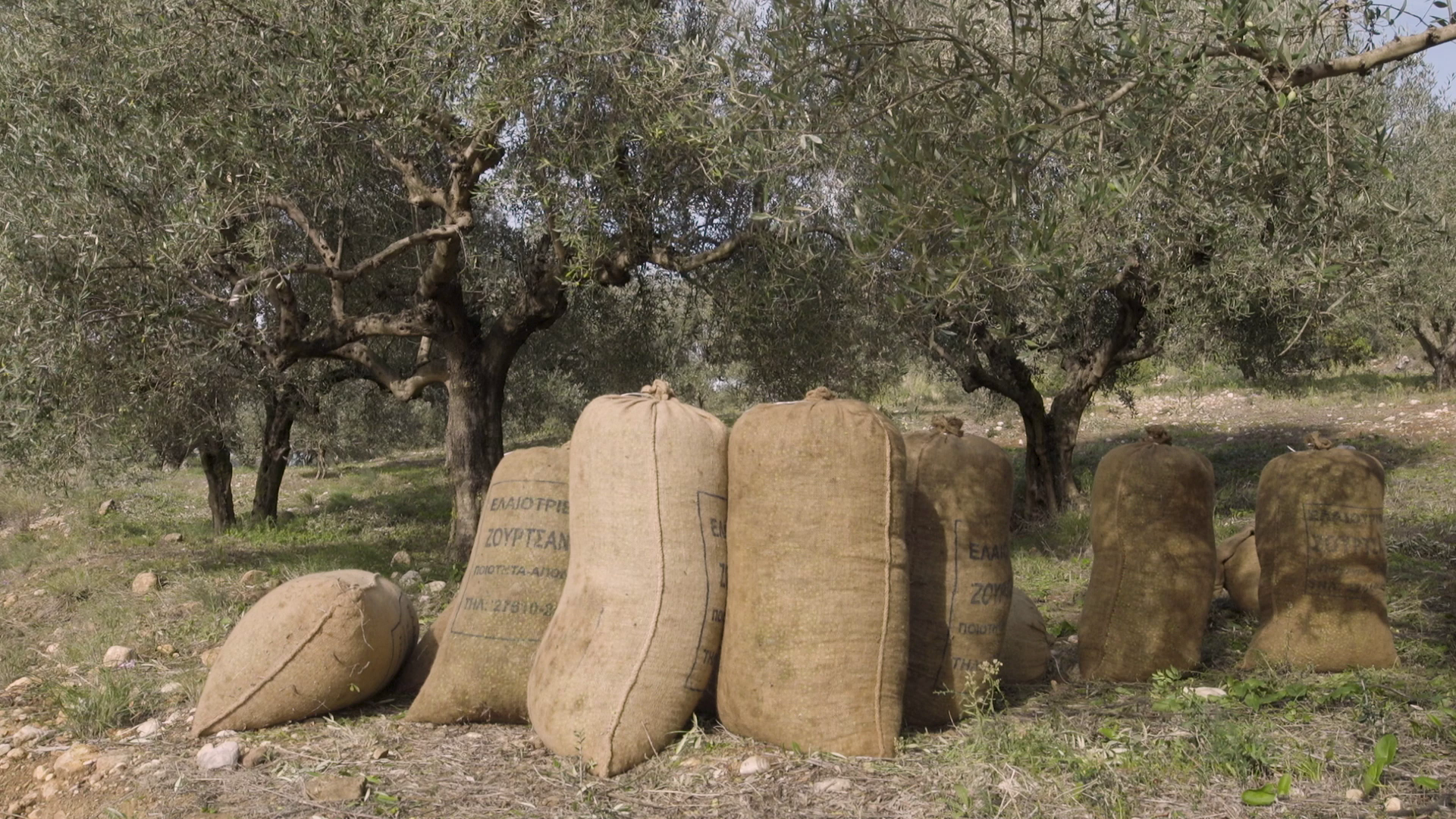 Aeithalis - Sustainable Olive Oil 