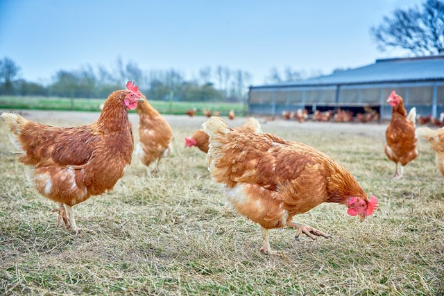 Rookery Farm Eggs