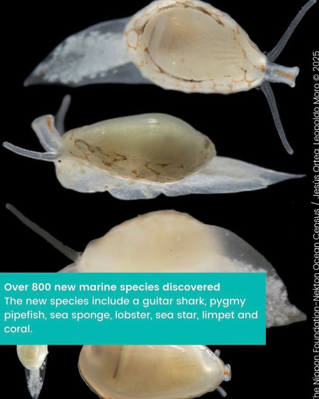 Check out the Positive ocean news for March from @mcs_uk 🌊
800 new marine species have been classified, humpback whales are singing more and lots of other good news. More info in bio!
#eastlondon #hackney #hackneycityfarm #organic #healthyfood #pla