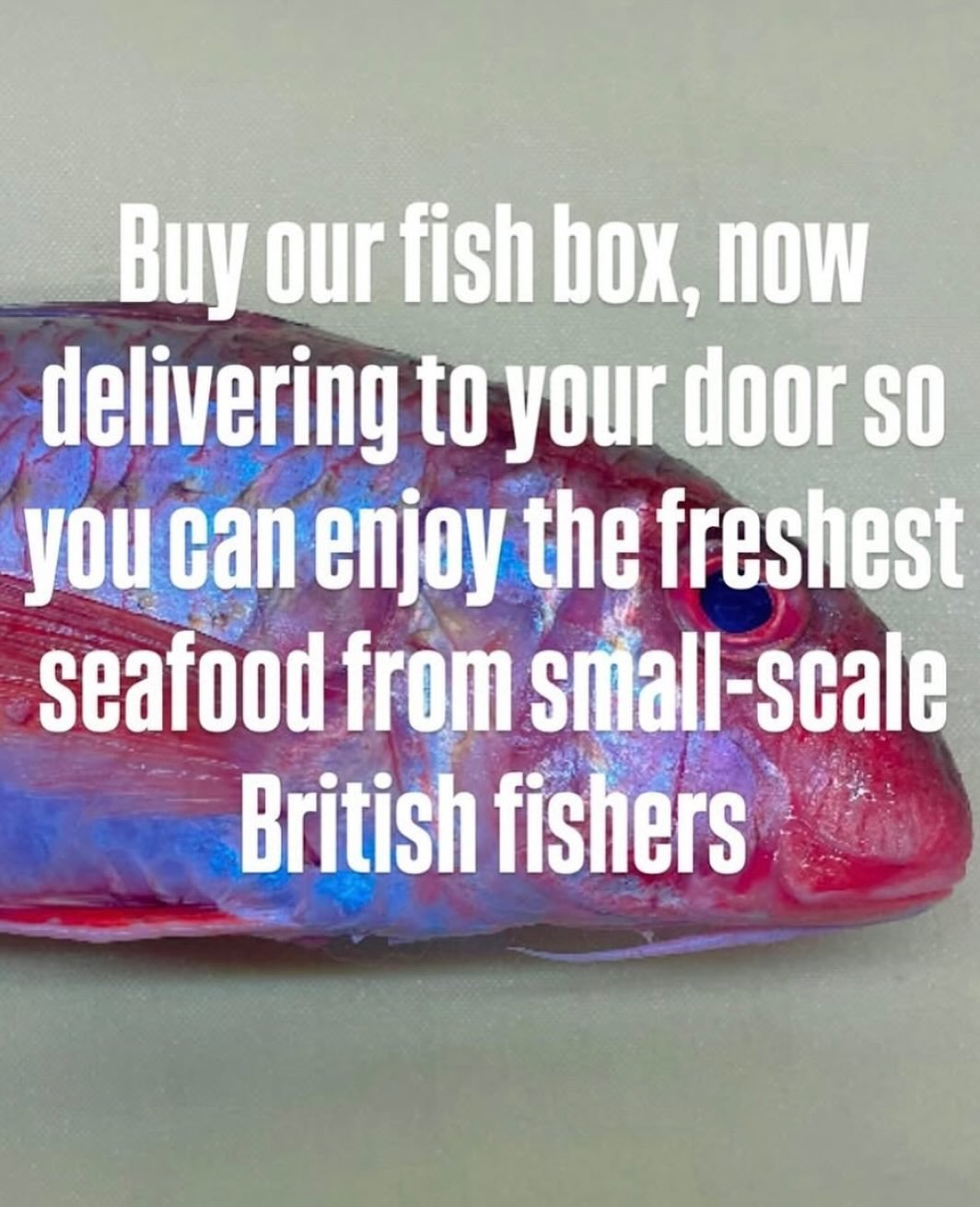 Love fish? Check out the NEW delivery service from @soleshare ✅Or pick up your order from our fridge. Check out the Sole Share website for all the details and to sign up.
#eastlondon #hackney #hackneycityfarm #organic #healthyfood #plantbased #veget