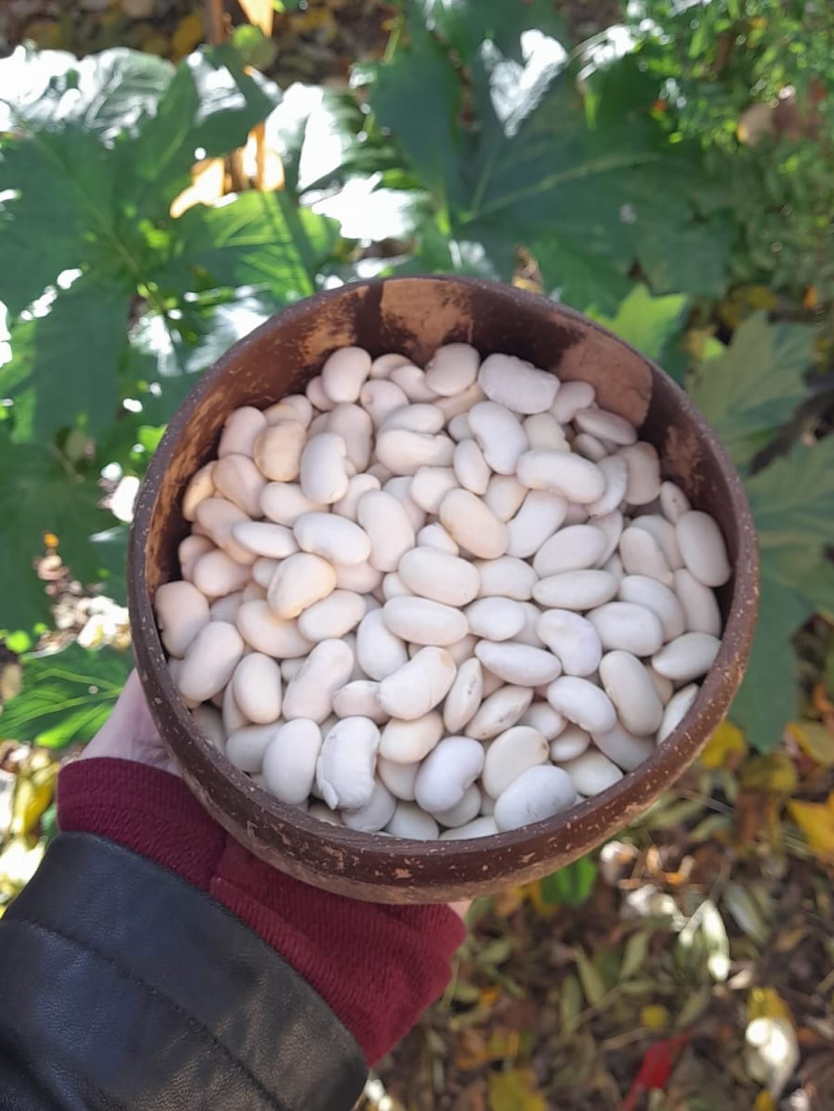 So many customers have asked where the dried butter beans went! They are finally back 🎉
It wasn’t our choice they were out of stock.
Come and grab these fibre filled delights to liven up a wide range of dishes.
Plus your gut microbes will l