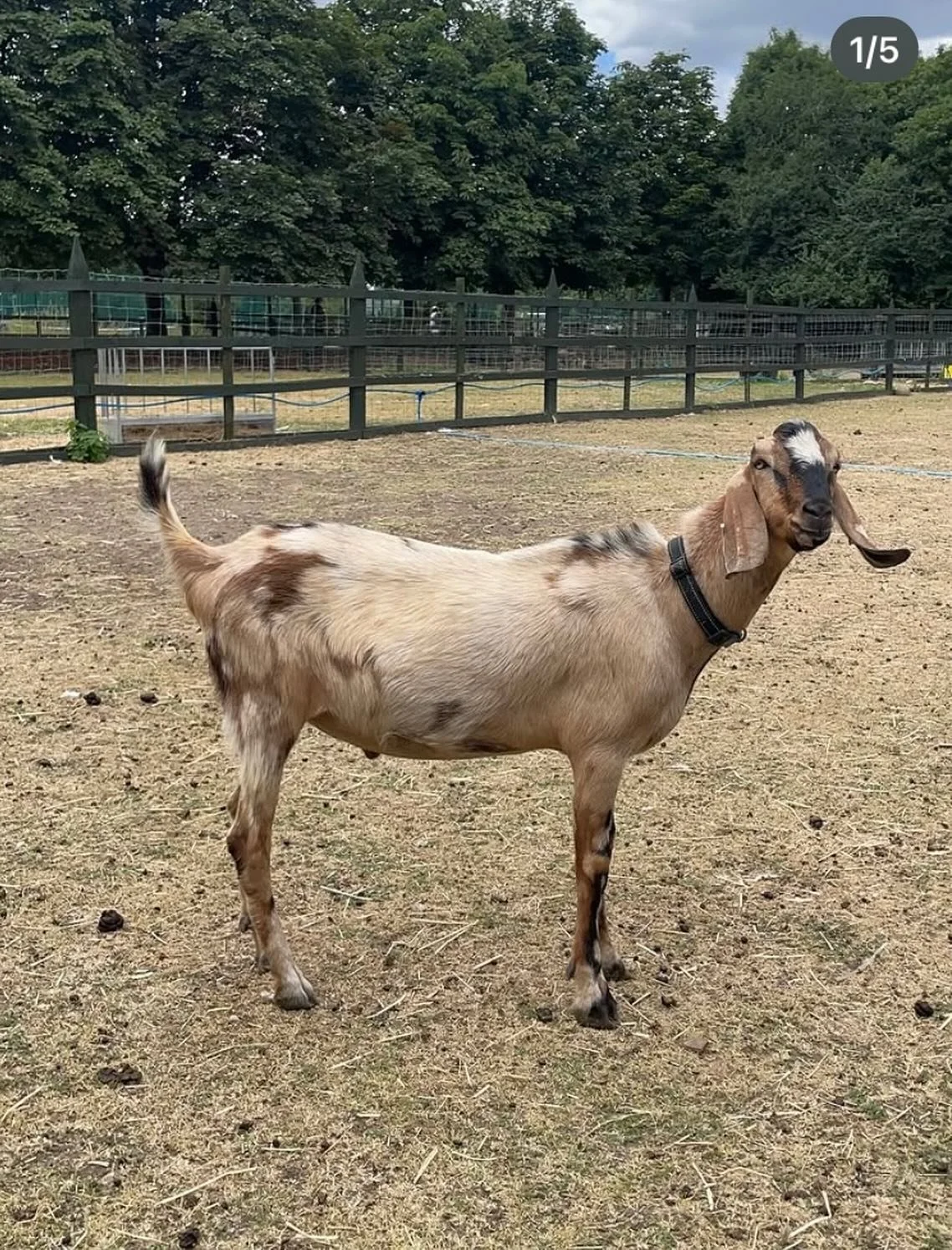 Pop down to @hackneycityfarm_official this weekend to meet Marble the goat and lots of his friends.
While you are here, grab a drink and cake at @frizzanterestaurant, enjoy the tranquility of the community garden, and pick up from plastic free orga