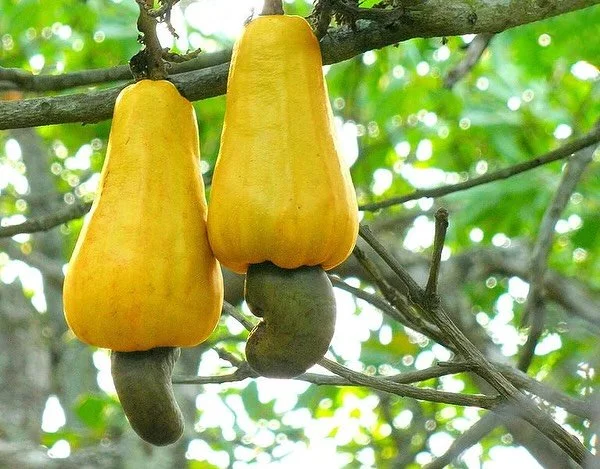 This week we remind you of our Zantye cashew nut producer spotlight. Not all cashews are grown and processed in a way that is good for people and the environment. These ones are! 
Find out more about how they are grown, and the working conditions of 