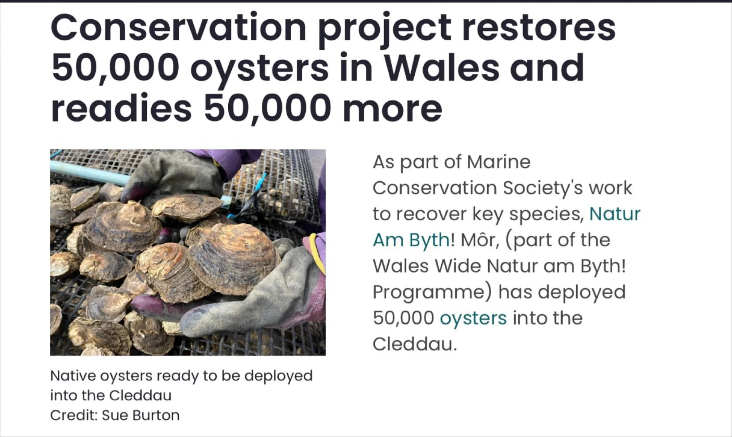 Positive ocean news from @mcs_uk 
50,000 baby oysters are on their way to join the new reefs off the Welsh coast
Scotlands Marine Protected Areas are protected from bottom trawling! 
Plus lots of other good news.
See link in bio 👆

#positivenews #oc