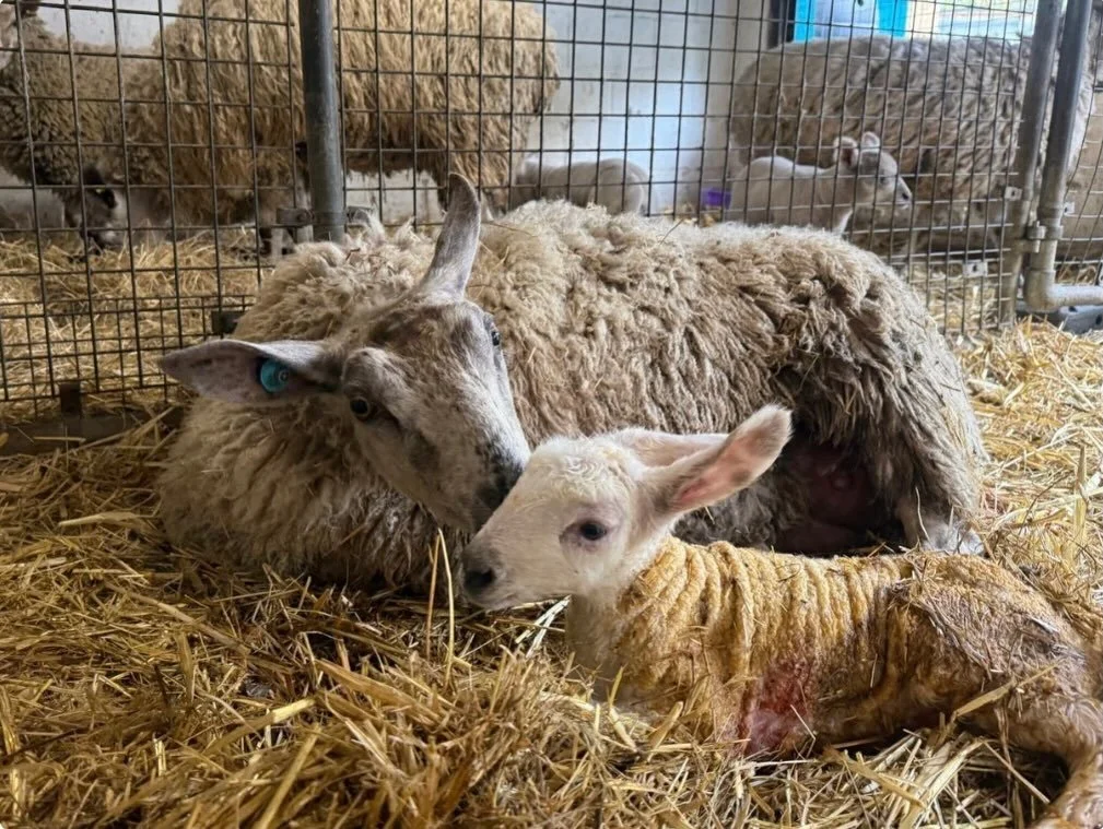 New lamb @hackneycityfarm_official confusingly called bunny as she has slightly rabbit shaped ears! 
Come and meet her before you do your shopping with us, open 10:00-16:30 on Saturdays. 

#hackneycityfarm #cityfarm #lovehackney #refillshopsoflondon